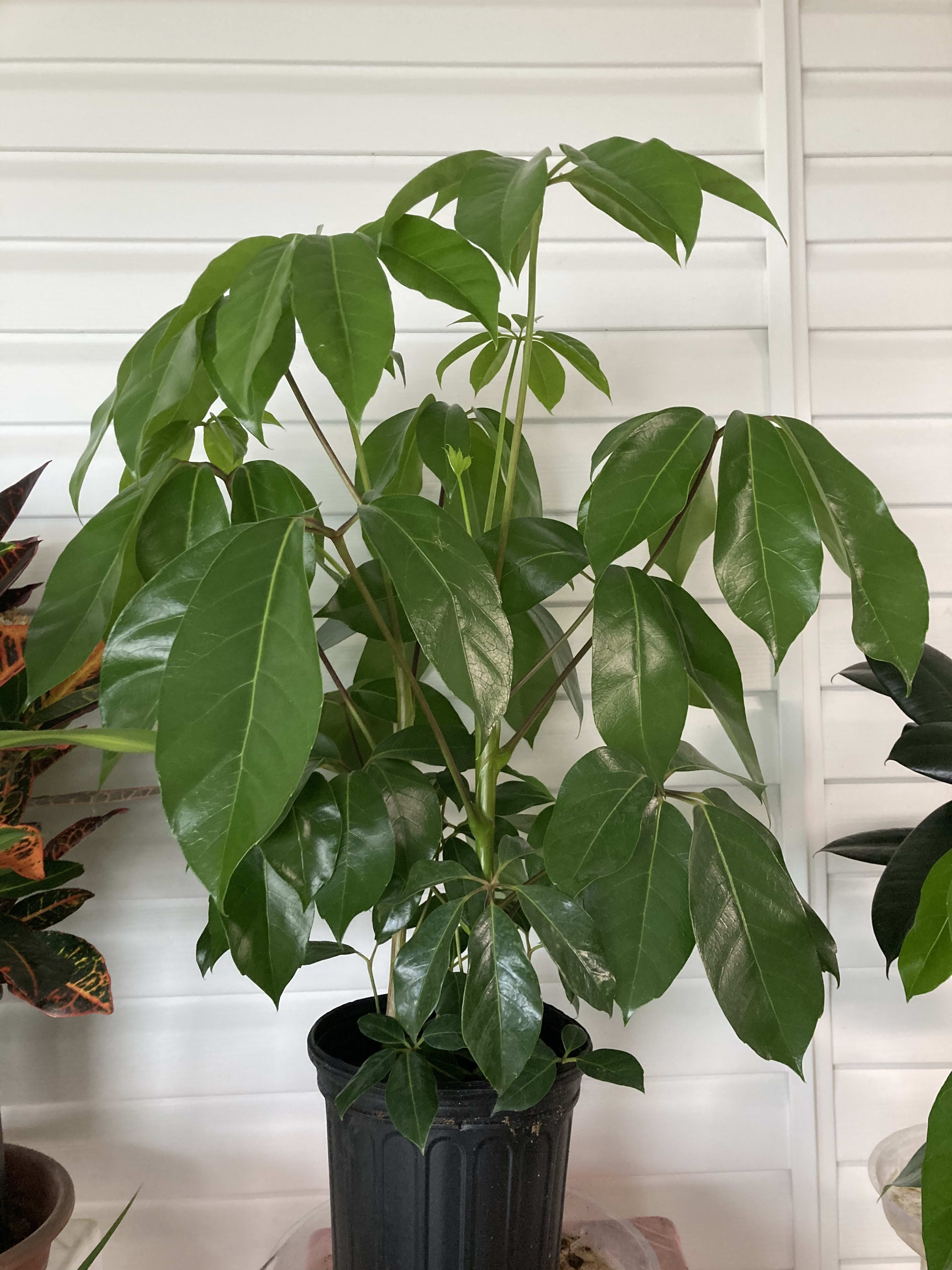 Potted green houseplant with large glossy leaves