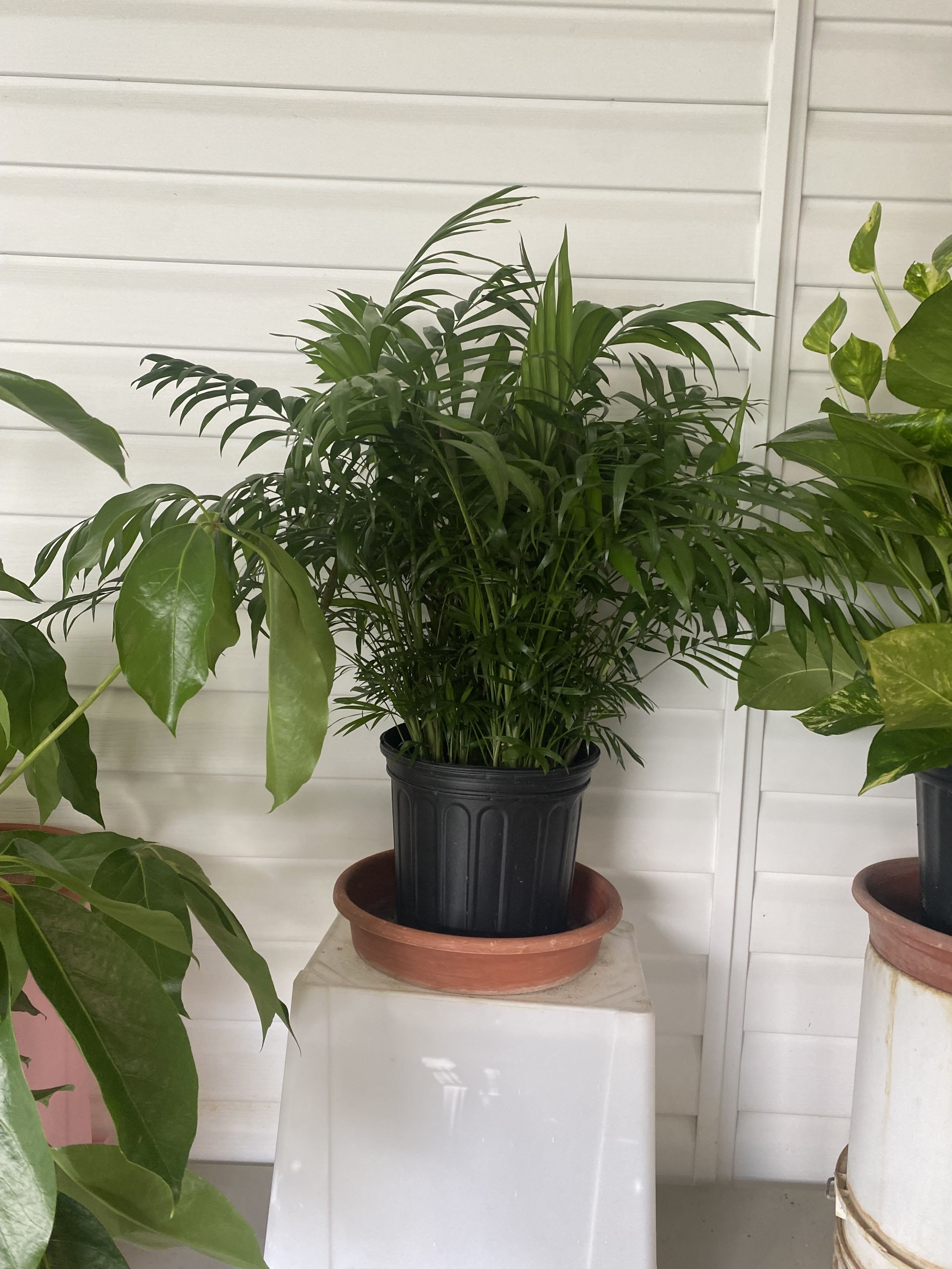 Potted green palm plant in a black nursery pot on a stand