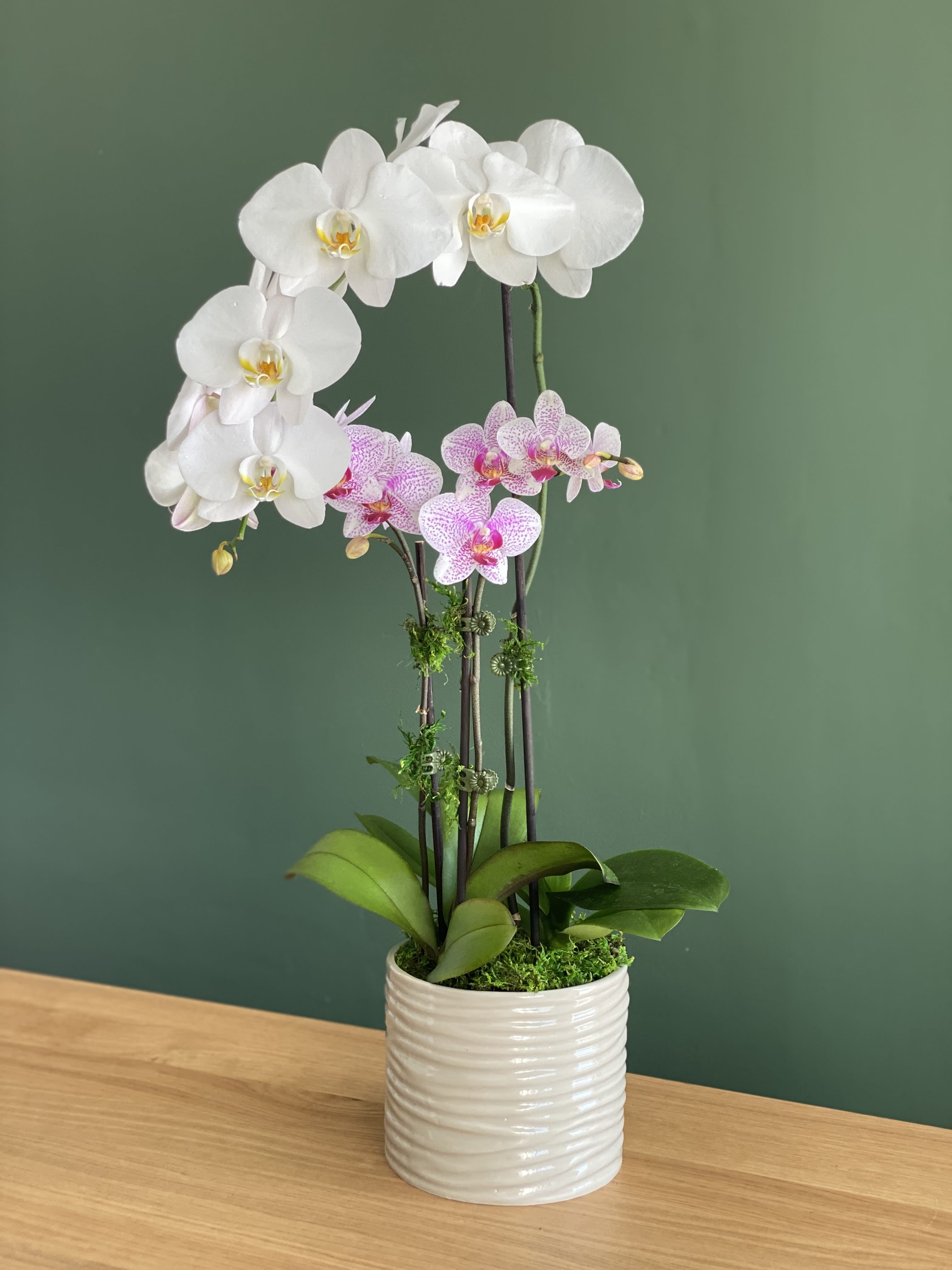 Orchids  - A beautiful assortment of 2 orchids arranged in a white ceramic vase. 