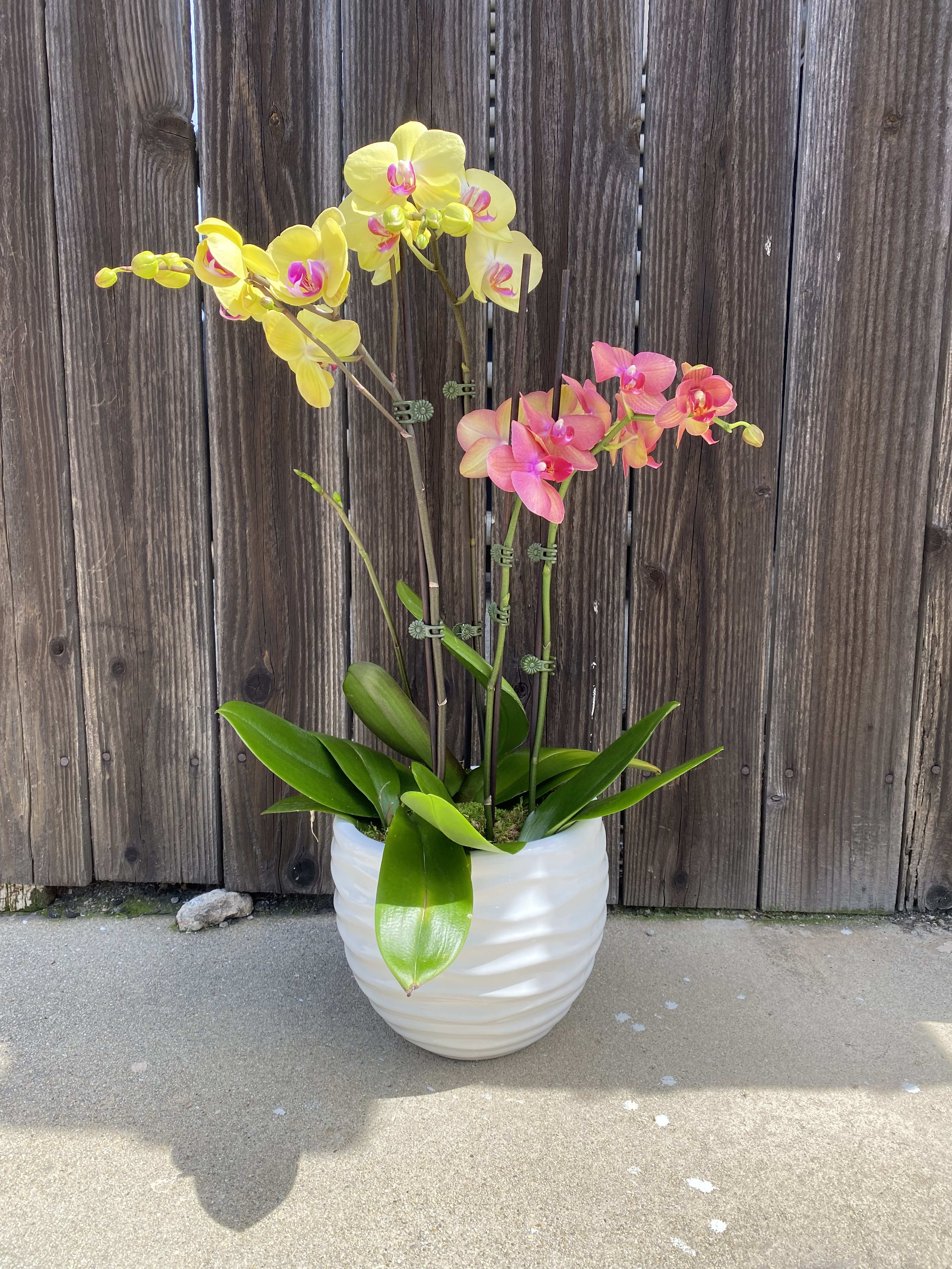 Summer vibes - A beautiful summer vibe collection of mixed orchids in a ceramic vase. (PLEASE NOTE: color of orchids and pot may be different from image)