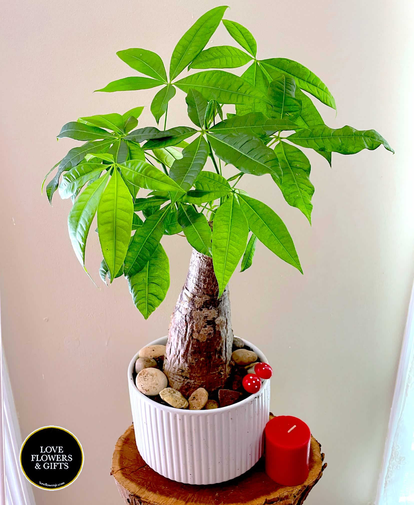 Potted money tree plant in a white ceramic pot with pebbles and a red candle beside it