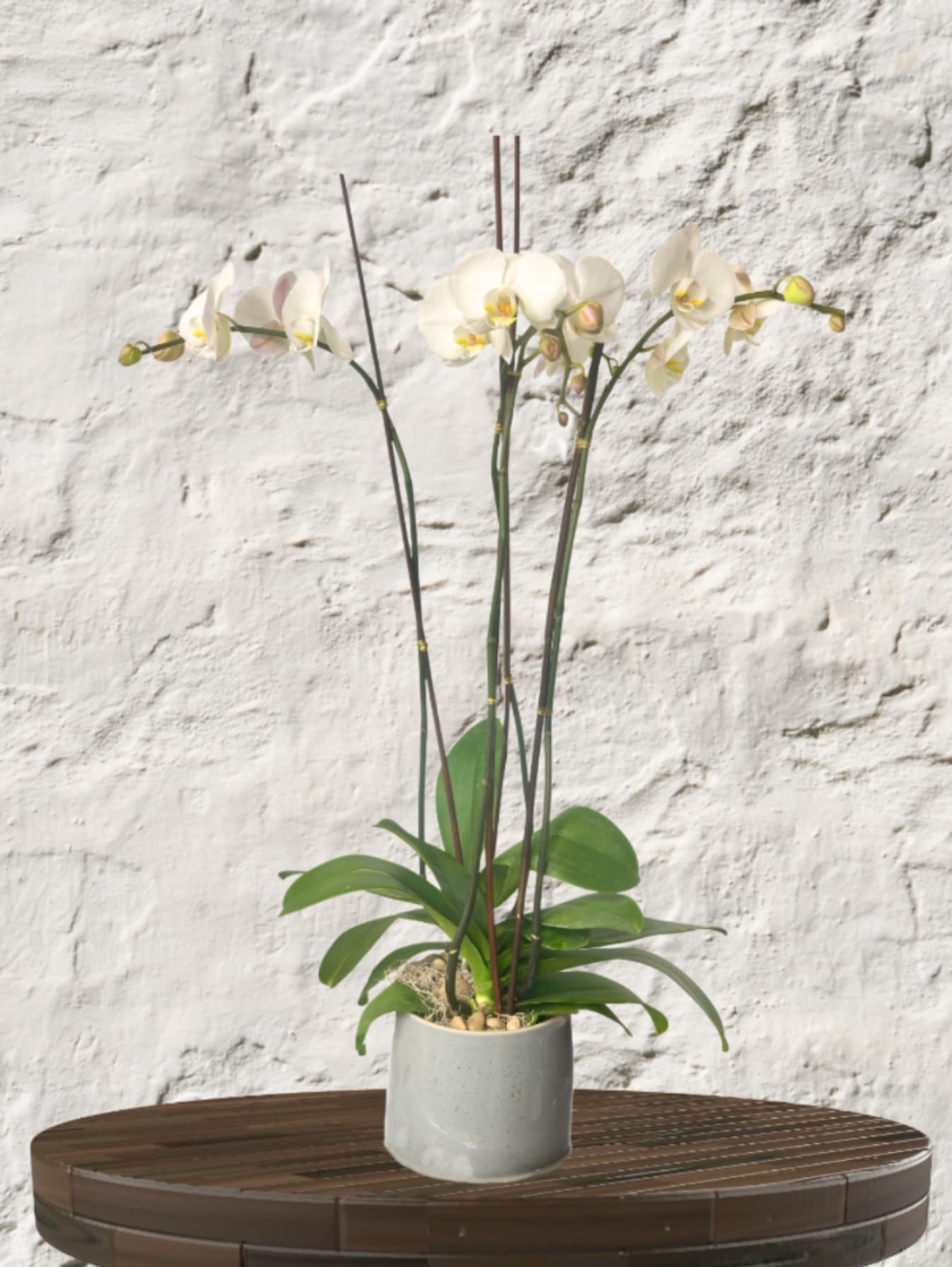 The Majestic Duo:Double Stem Orchid - Architectural Grace. Lasting Elegance. Designer Foundation.  Elevate your interior with our Signature Double Orchid, a masterpiece of natural symmetry and high-end botanical design. This is a carefully curated statement piece featuring two premium, large-scale orchid spikes selected for their longevity and sculptural beauty.  The Design Following our "Designer's Choice" philosophy, the color of your orchids shifts with the week’s most exquisite harvest.  Each plant is meticulously staked for grace and finished with organic accents like lush moss or decorative branches to create a complete, "living art" aesthetic.  The Vessel: A Permanent Treasure True to our brand, the foundation of this arrangement is an upscale, premium vessel. We select heavy-weighted ceramics chosen for their heirloom quality. These vessels are designed to remain a beautiful part of your home decor long after the blooms have finished their cycle.  Why It’s a Favorite Sophisticated Longevity: Unlike cut flowers, these premium blooms provide weeks of elegance with minimal care.  Versatile Styling: The grand verticality makes it perfect for entry consoles, office desks, or as a sophisticated dining centerpiece.  The Ultimate Gift: A timeless gesture for housewarmings, corporate milestones, or luxury "just because" moments.