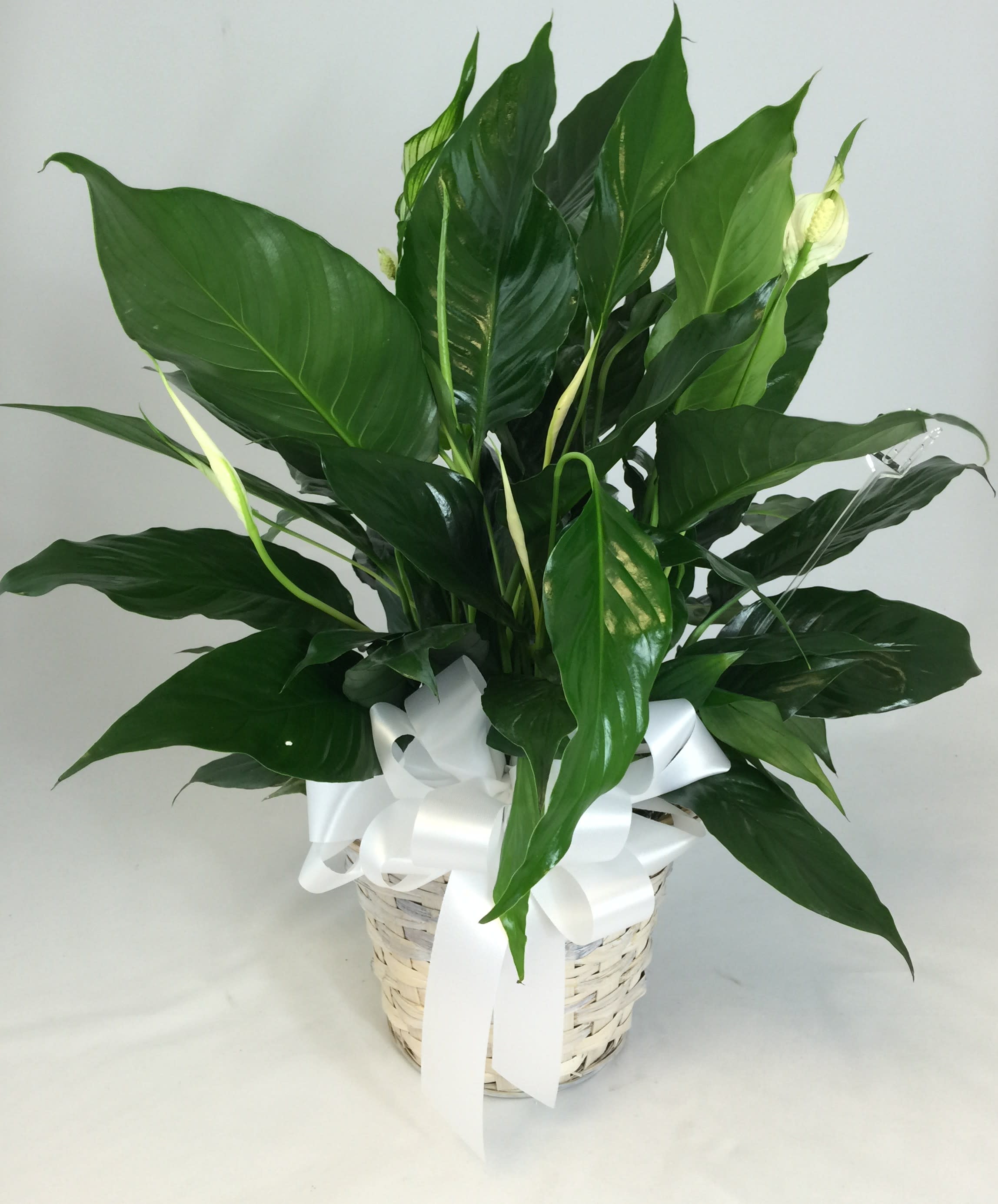 Potted peace lily in a woven basket with a white ribbon