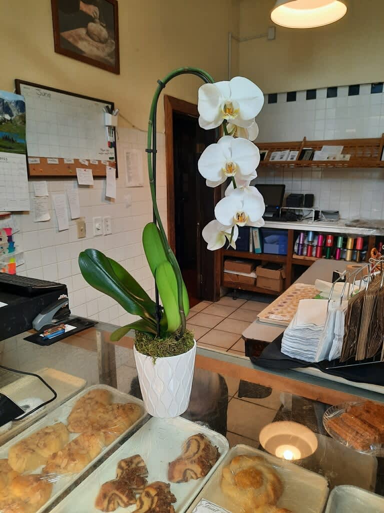 White orchid plant in a white pot on a counter