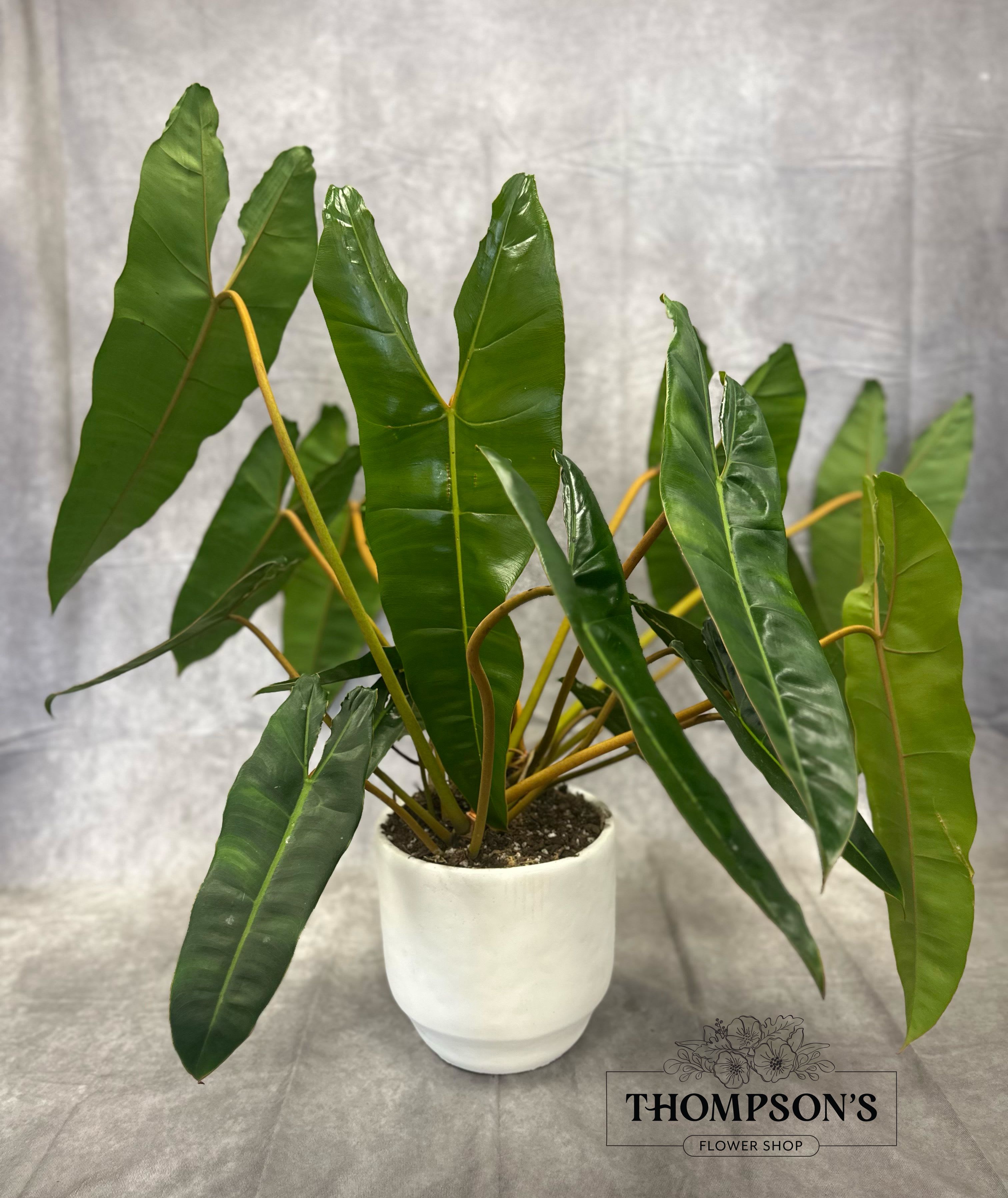 Alocasia - A customer Favorite for a reason- this striking philodendron brings instant style with its elongated leaves and sculptural form. Easy to care for and effortlessly chic, it's the perfect statement plant for any type of home.