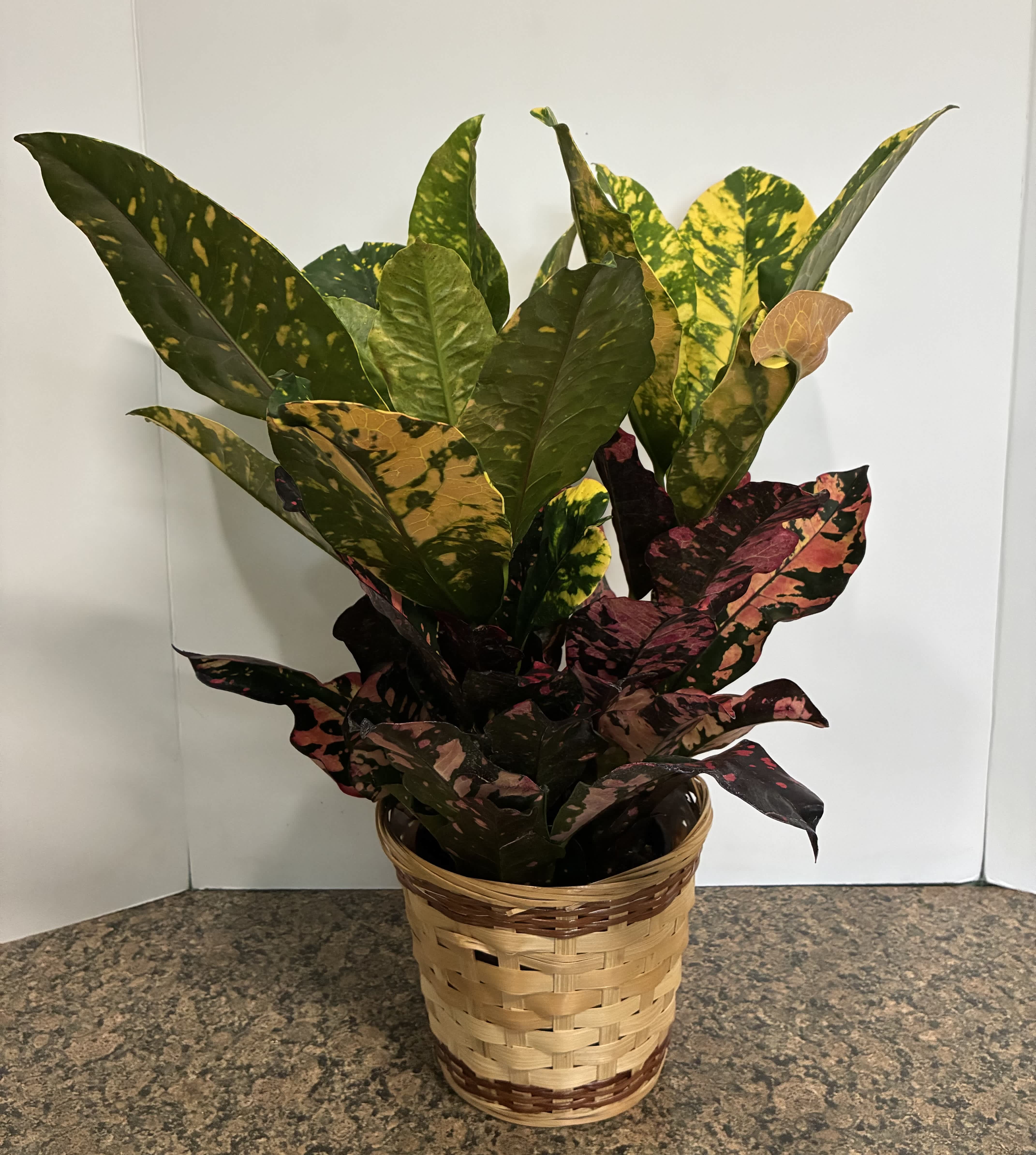 Potted croton plant with multicolored leaves in a woven basket