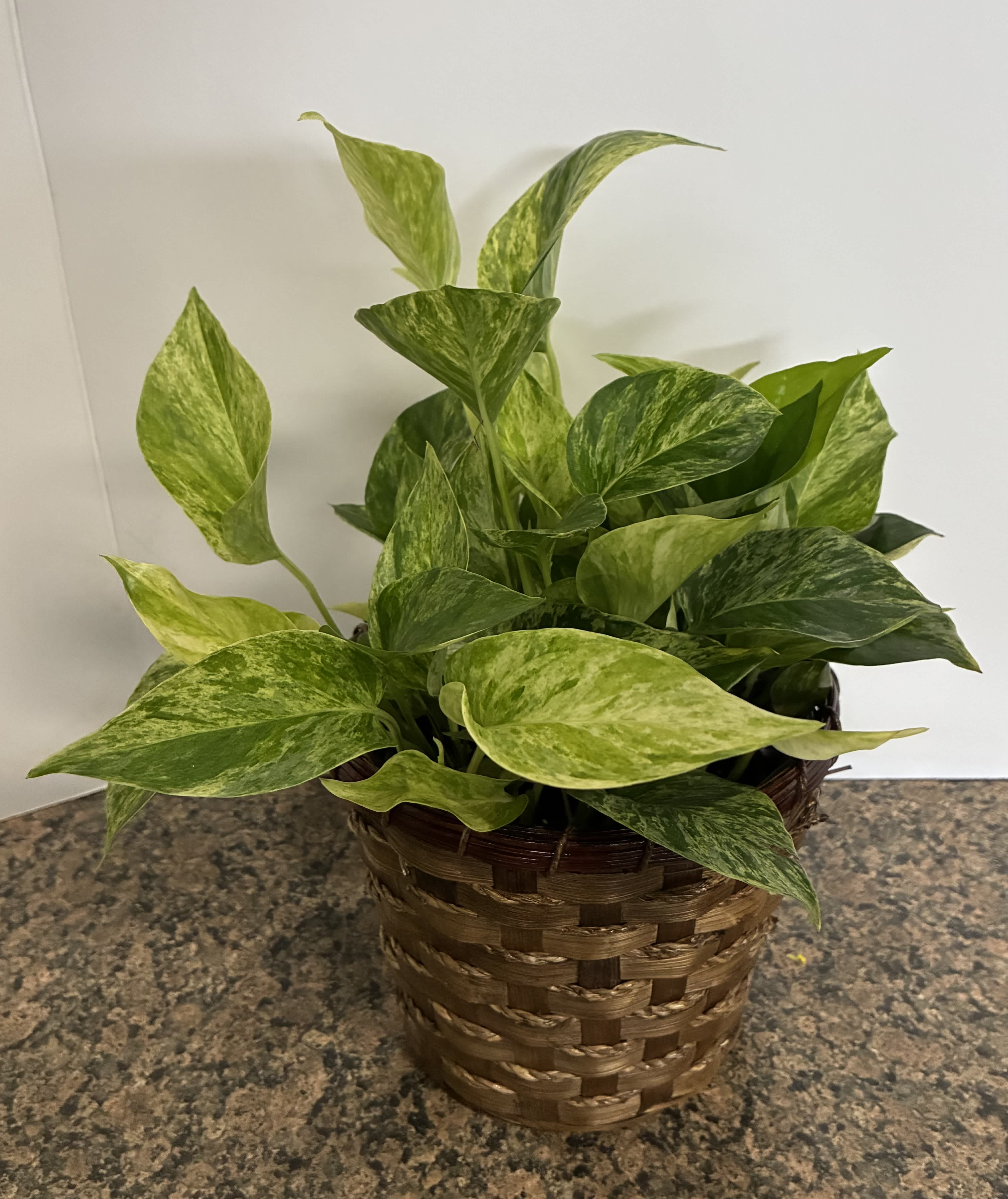 Potted variegated green houseplant in a woven basket