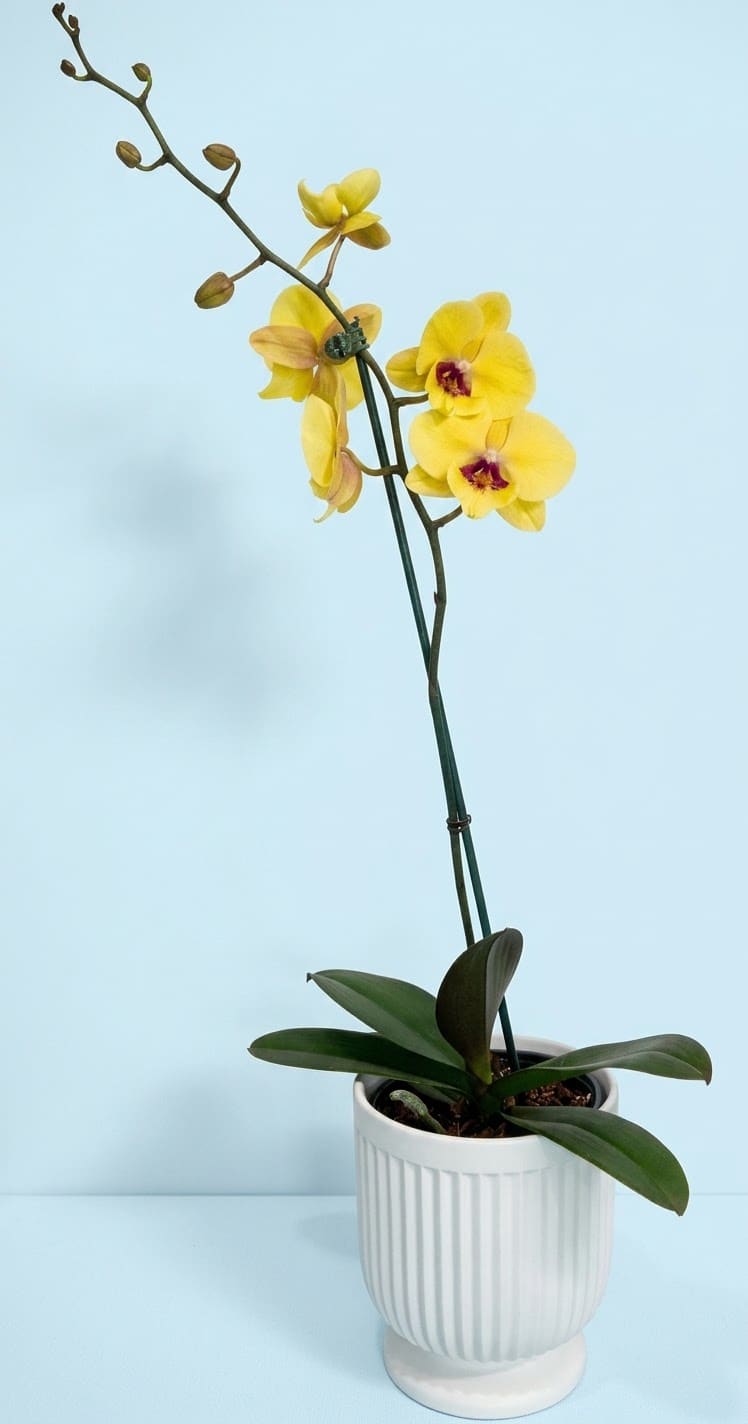 Yellow orchid plant in a white ceramic pot