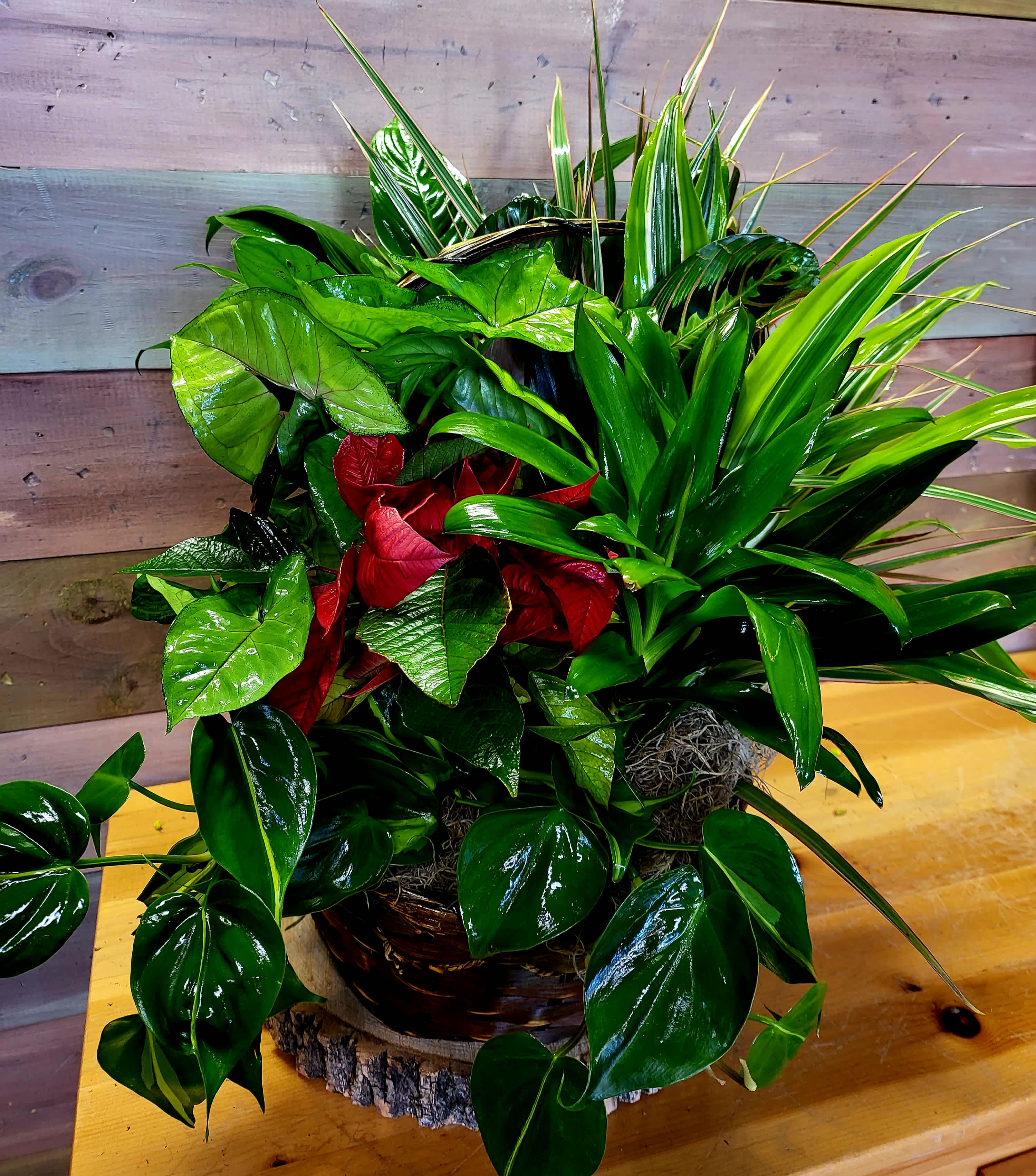 Lush mixed green plant arrangement in a basket with red foliage accents
