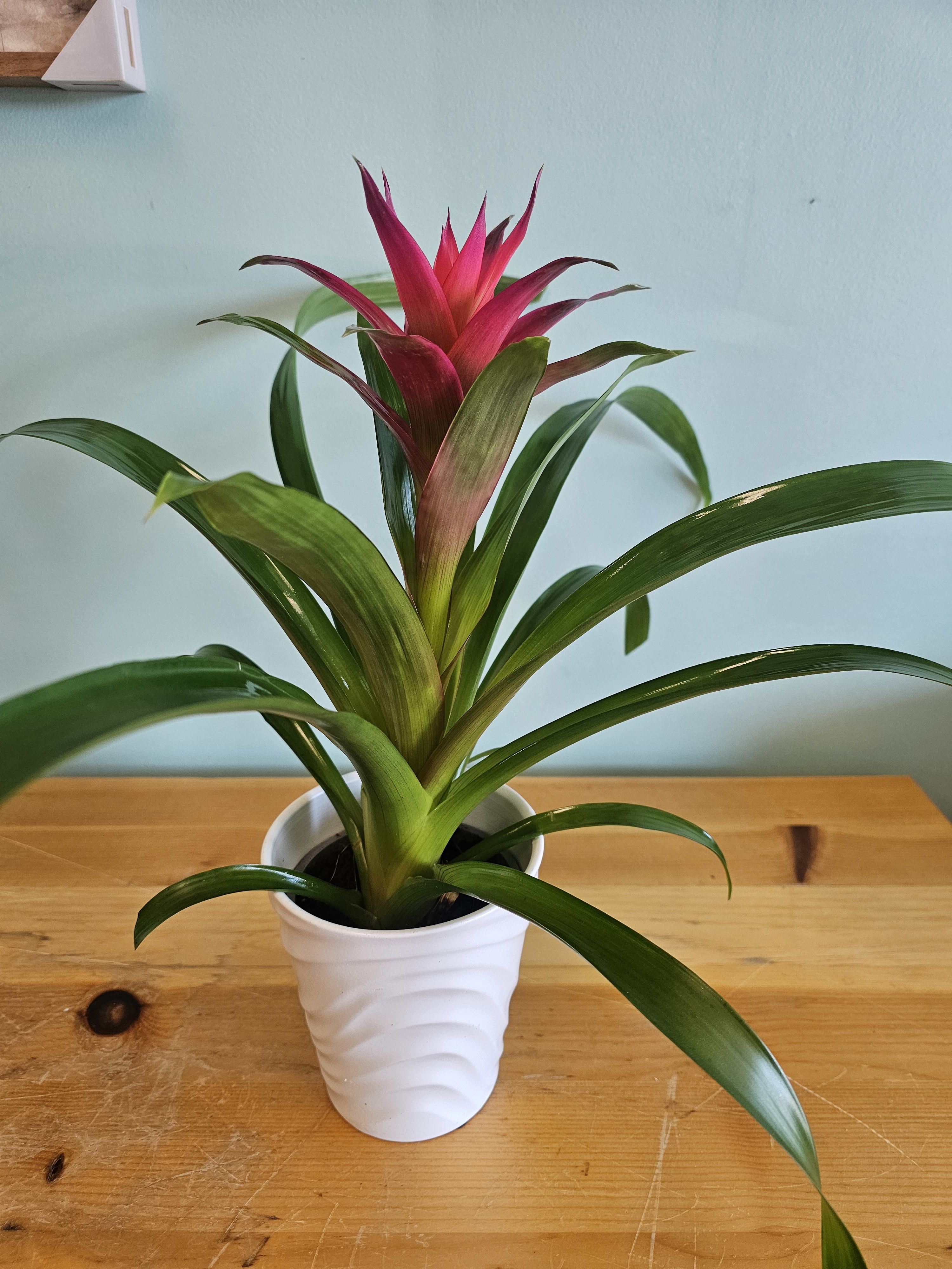 Potted bromeliad with a pink-red central bloom in a white pot