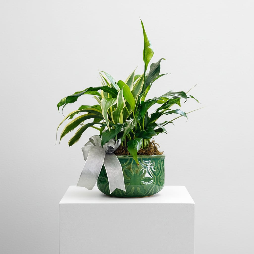 Eternal Harmony Garden Dish - Eternal Harmony A graceful garden of lush greens in a ceramic pot, accented with a silver bow for a timeless sympathy tribute.  8” ceramic dish garden 