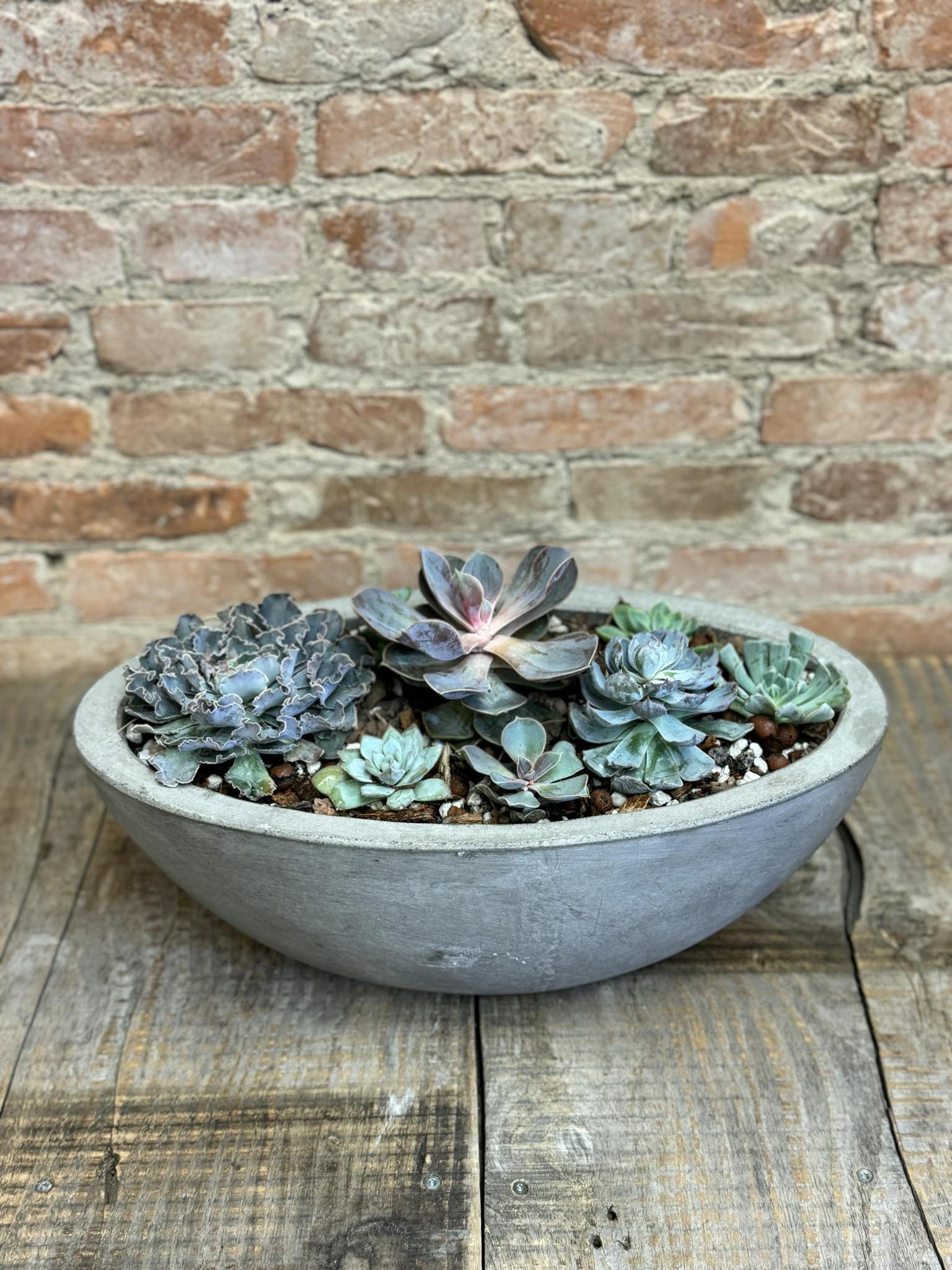 Large Succulent Garden - A colorful mix of succulents varying in size and species arranged in our Newport Boat concrete planter. Perfect for a dining table, kitchen island, outdoor patio table, etc. Planter Dimensions: 15.7 x 8.0 x 6.0