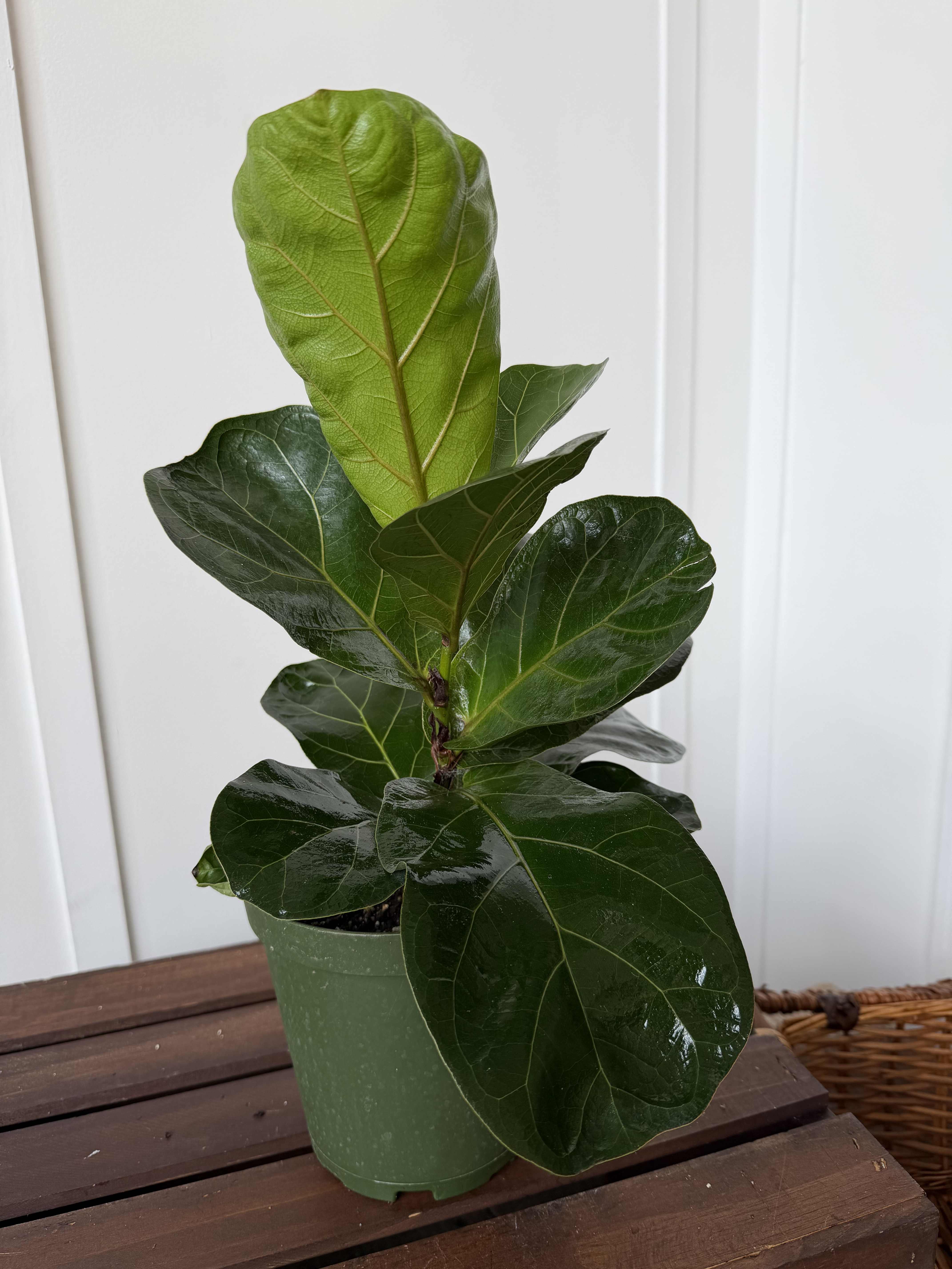 Potted fiddle leaf fig plant with large glossy green leaves