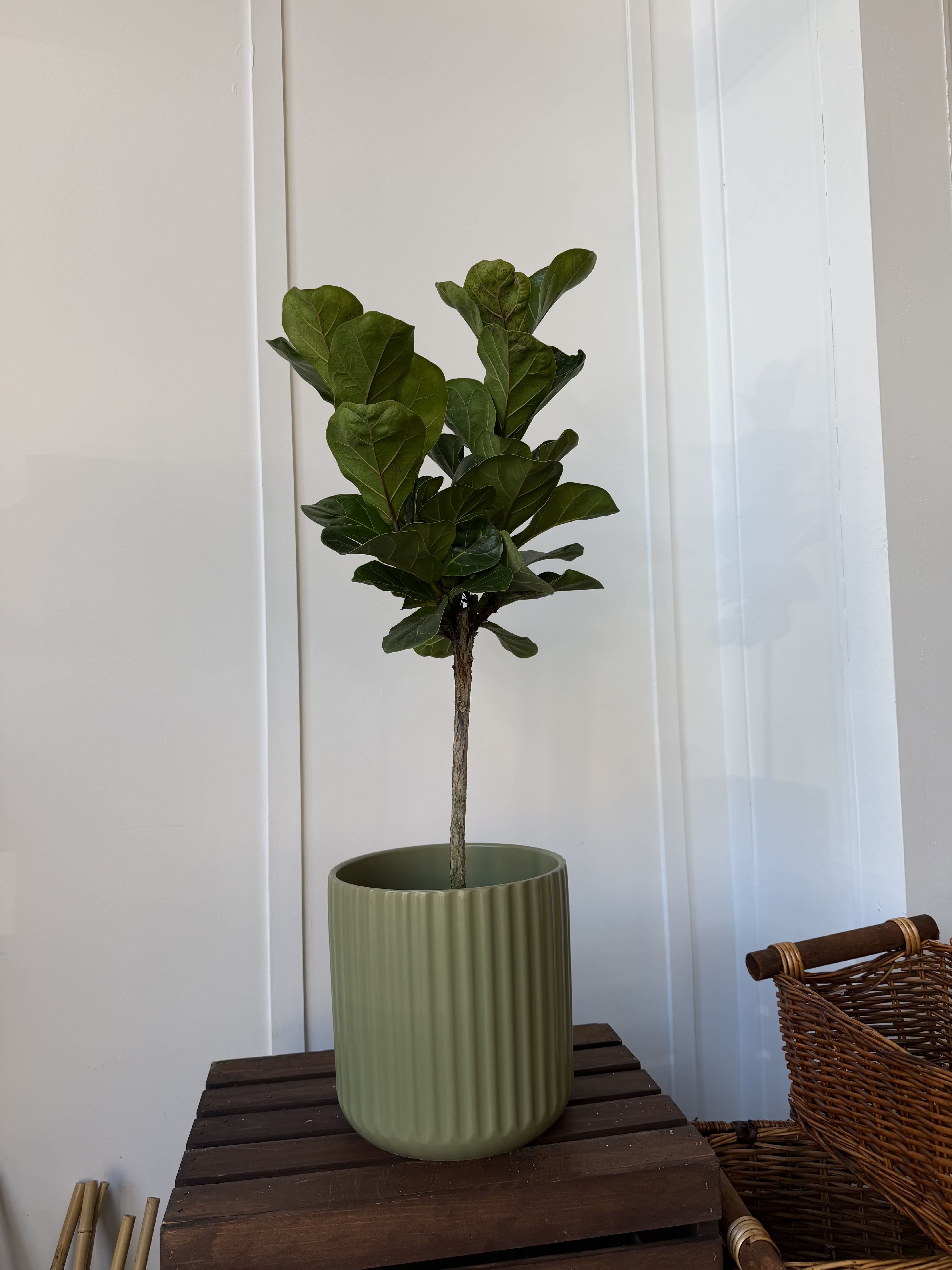 Potted fiddle leaf fig plant in a ribbed green planter