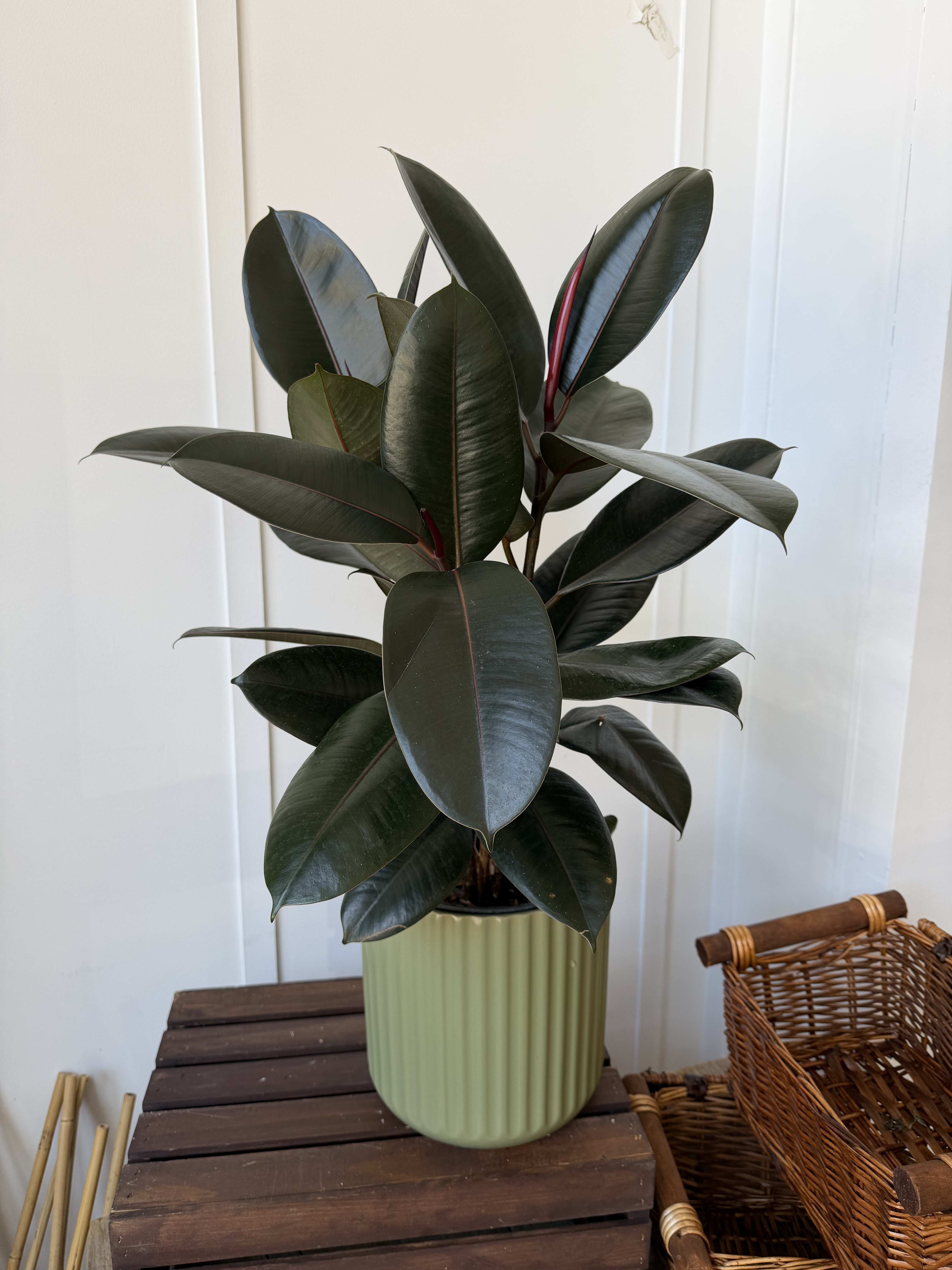 Potted rubber plant with dark glossy leaves in a ribbed green planter