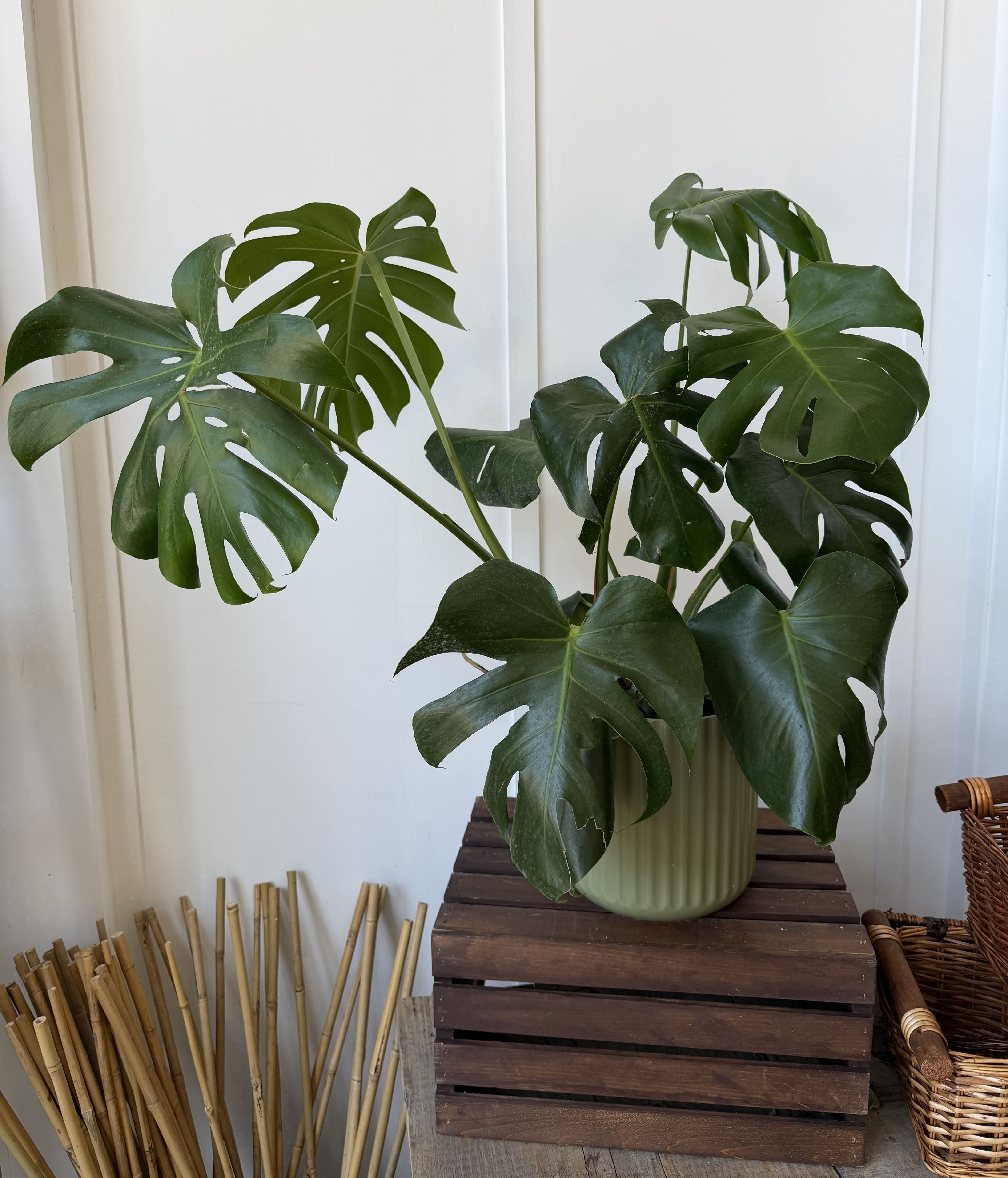 Potted monstera plant with large split leaves in a ribbed ceramic pot