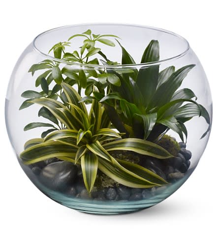 Sphere of Tranquility - Nature's beauty is a world of art unto itself; and green plants, brought indoors, allow us to live with that art on a daily basis. This clear glass bubble bowl with a selection of ornamental plants creates an oasis of tranquility, and would make an excellent office gift.  A selection of three green plants such as schefflera and dracaena are arranged in a large glass bubble bowl with river rocks and moss