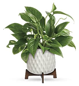 Potted green houseplant in a white textured planter on a wooden stand