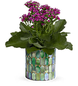 Potted plant with small purple flowers in a mosaic ceramic container