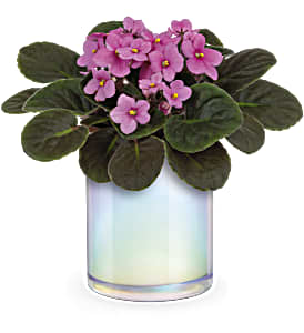 Potted African violet with pink flowers in an iridescent glass vase