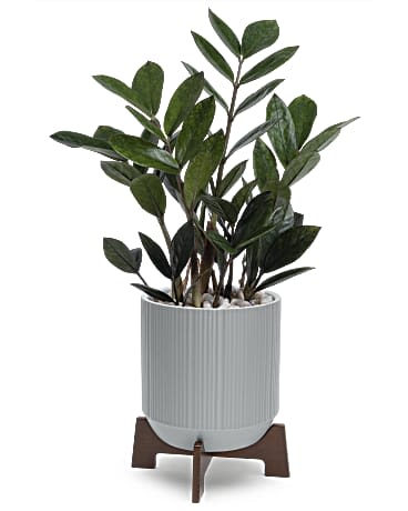 Potted green plant in a ribbed white planter on a stand