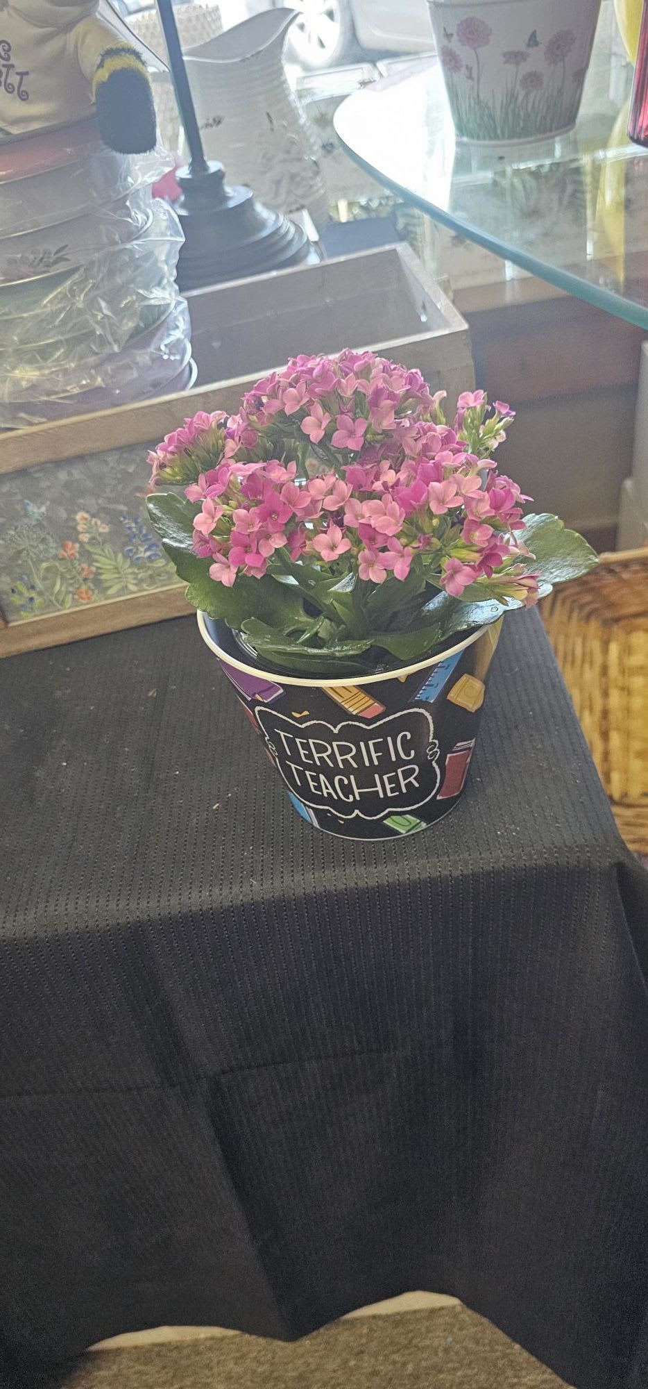 Pink flowering plant in a decorative pot labeled "Terrific Teacher"