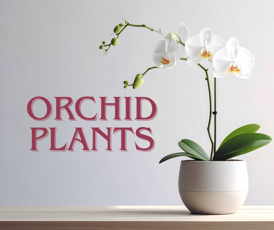 White orchid plant in a white pot on a table