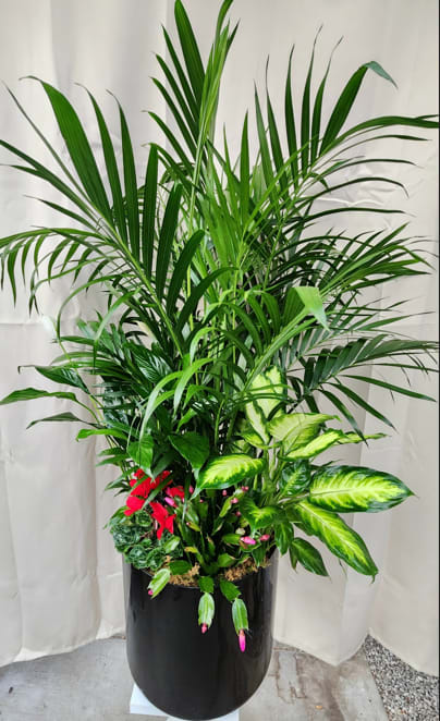 Tall potted tropical plant arrangement with broad green fronds and variegated leaves