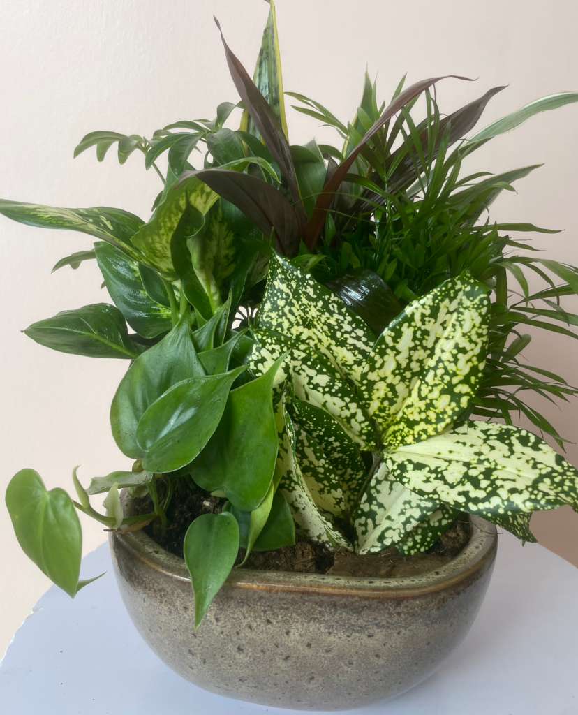 Mixed green houseplants in a shallow ceramic bowl
