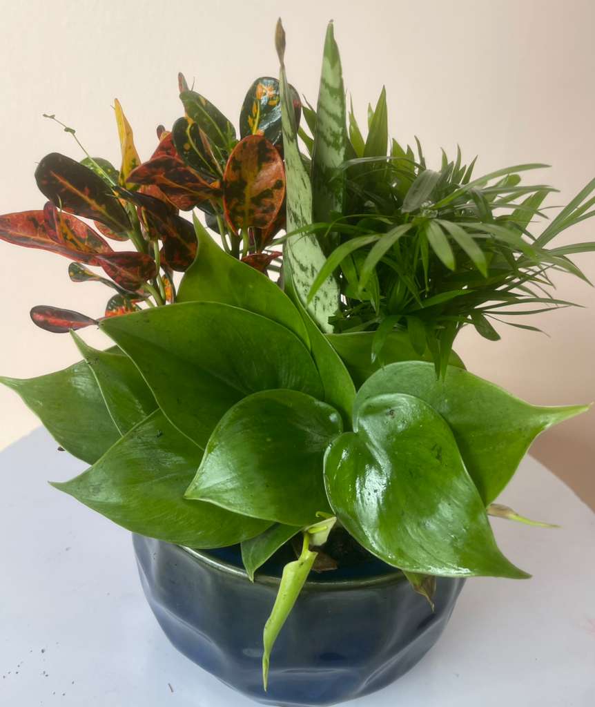 Tropical potted plant arrangement in a dark bowl planter