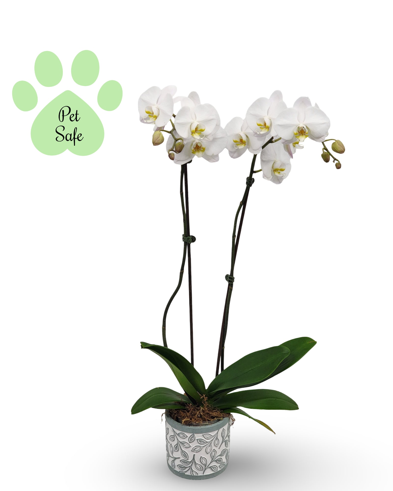 White Orchid Planter - Select this stunning white Phalaenopsis orchid in a ceramic container.   Exact color and container may vary. Approximately 26" x 11" x 11".