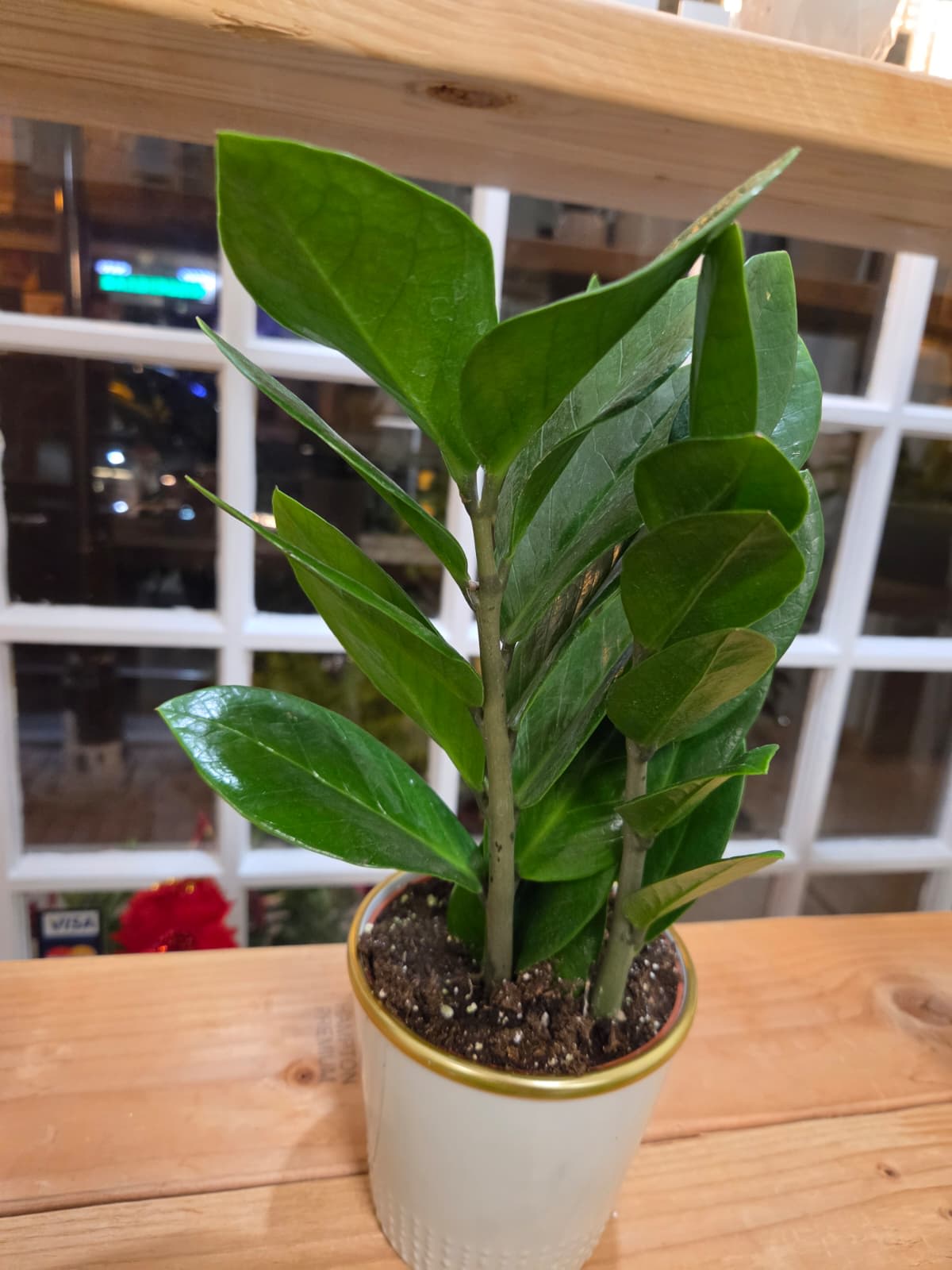 Potted green houseplant in a white ceramic container