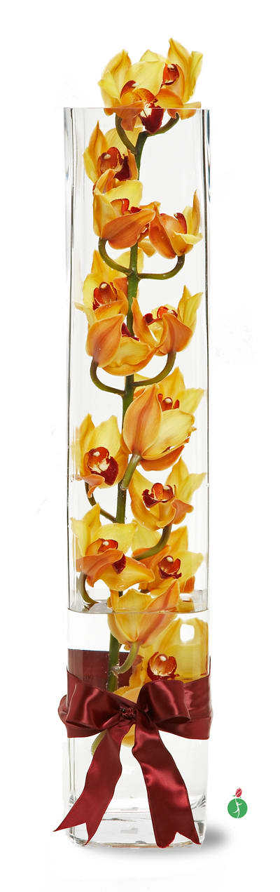 Modern Orchids   (Pree Order) - For a true work of art, choose this gift that is pure elegance in its simplicity. One fabulous stem of cymbidium orchids is presented in a tall, clear glass cylinder, ready to be viewed and enjoyed. Great for the offices and congratulatory flowers. A shiny matching ribbon adds a splendid touch. Color of the Orchids may vary. $95 one stem orchid  $185 two stems orchid  $285 three stems orchid 