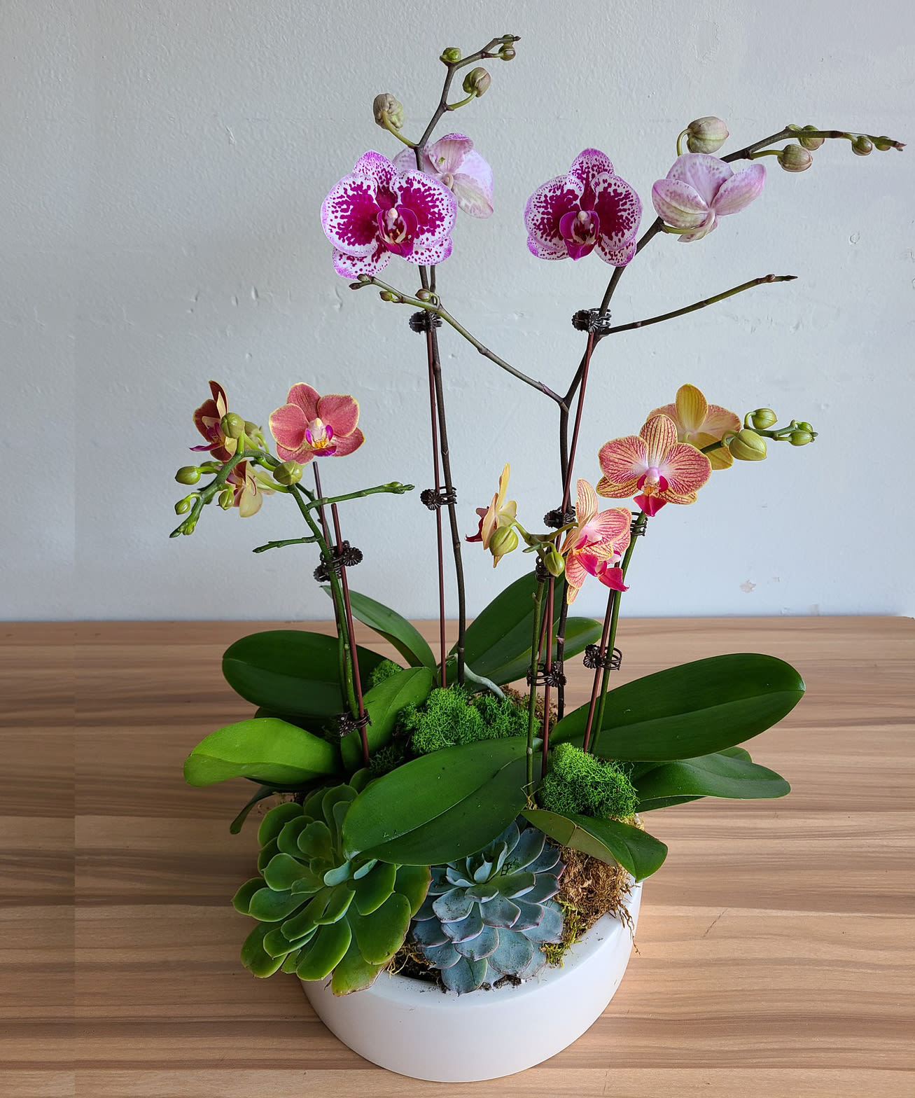 Potted orchids with pink and yellow blooms in a white bowl planter