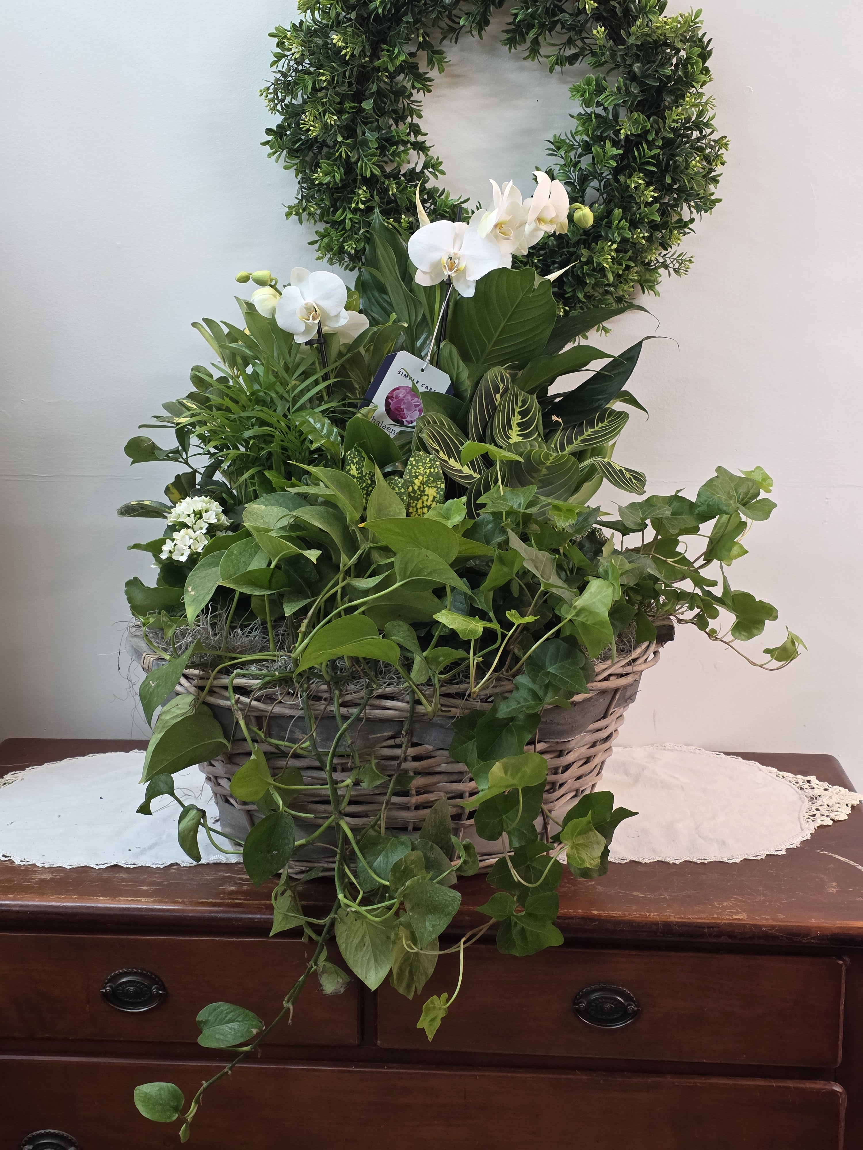 Basket planter with white orchids and trailing green foliage