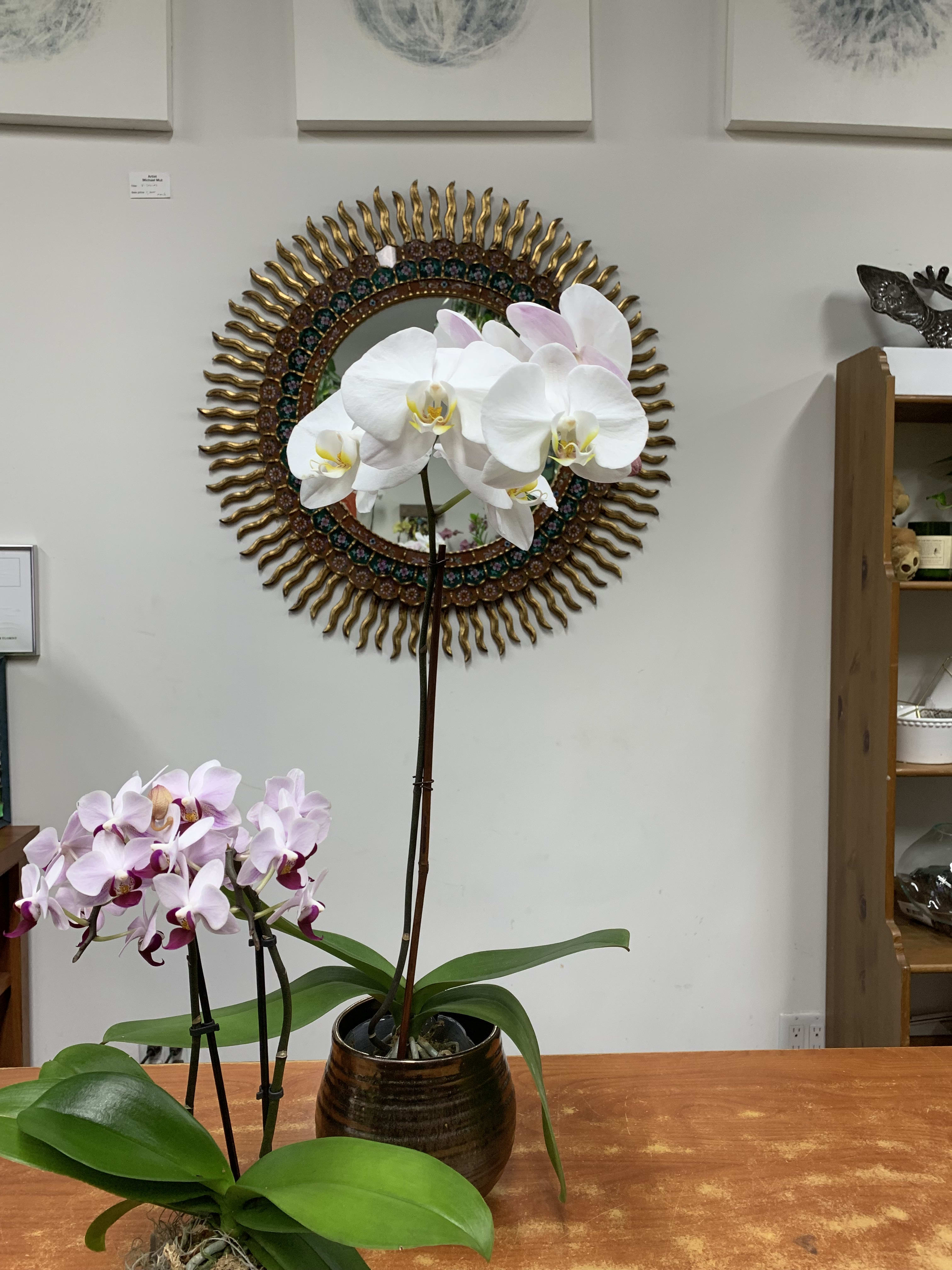 Two potted orchid plants with white and pink blooms on a table