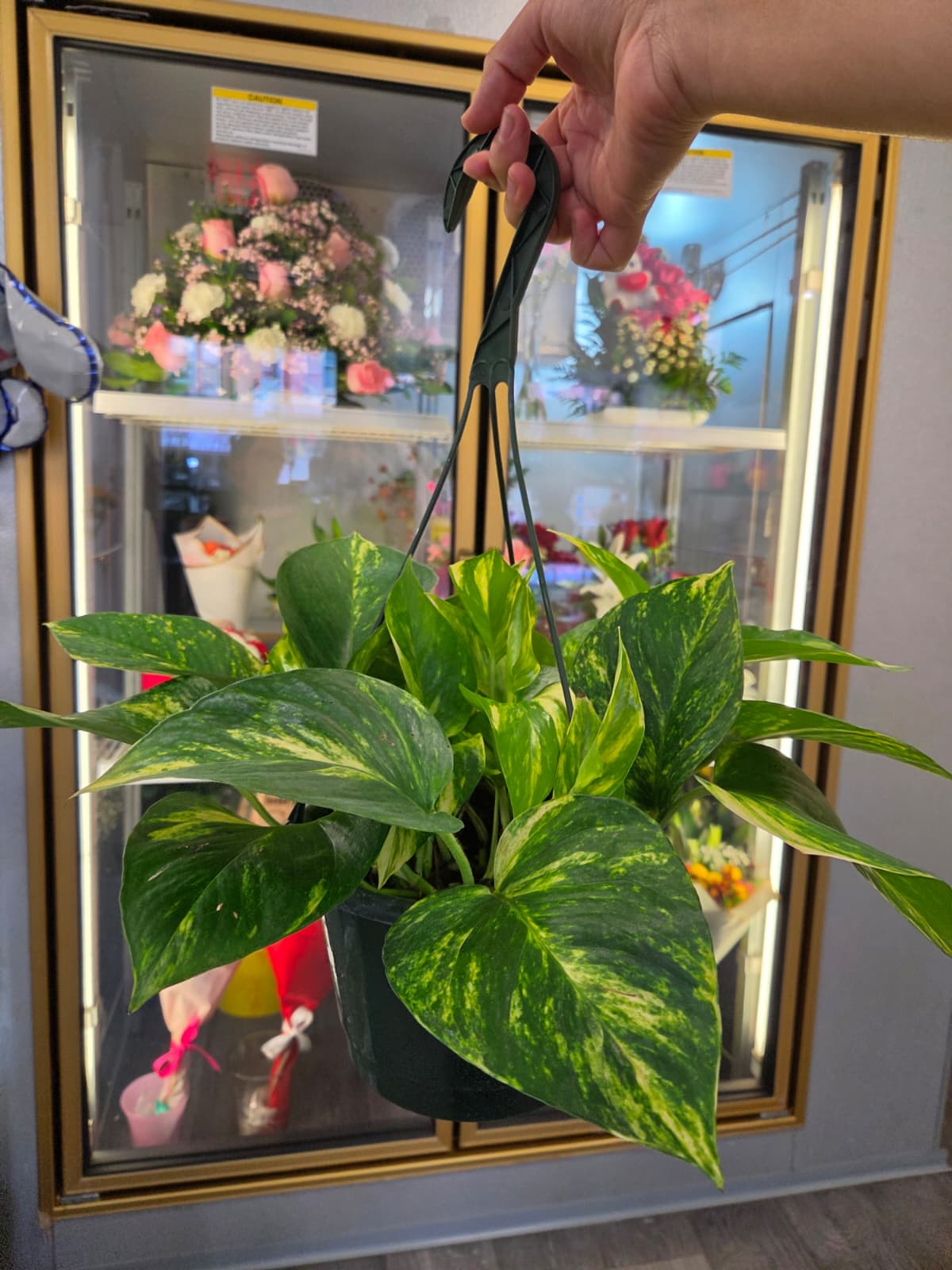Hanging potted pothos plant with variegated green leaves