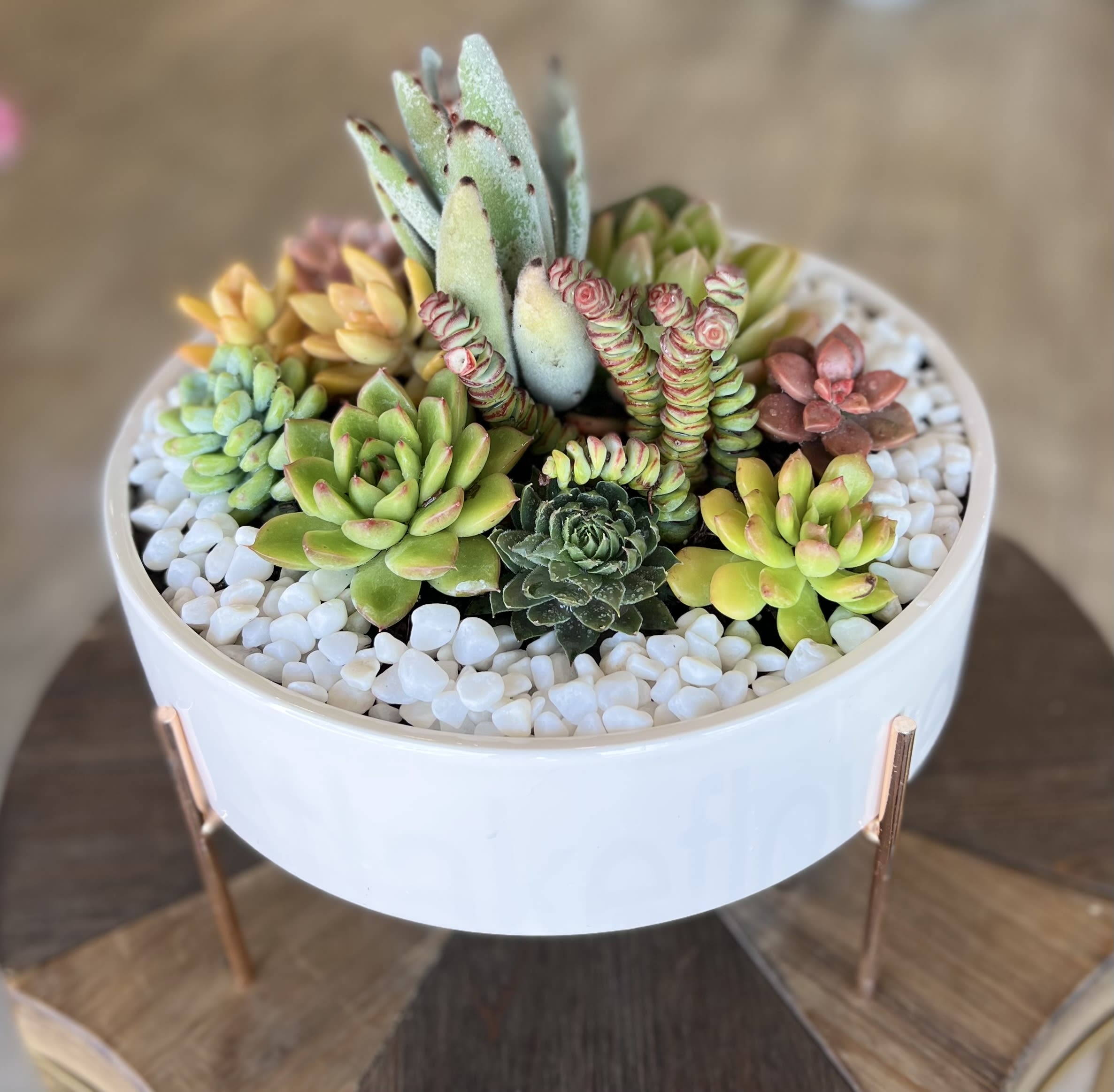 Succulent arrangement in a white round planter with white pebbles