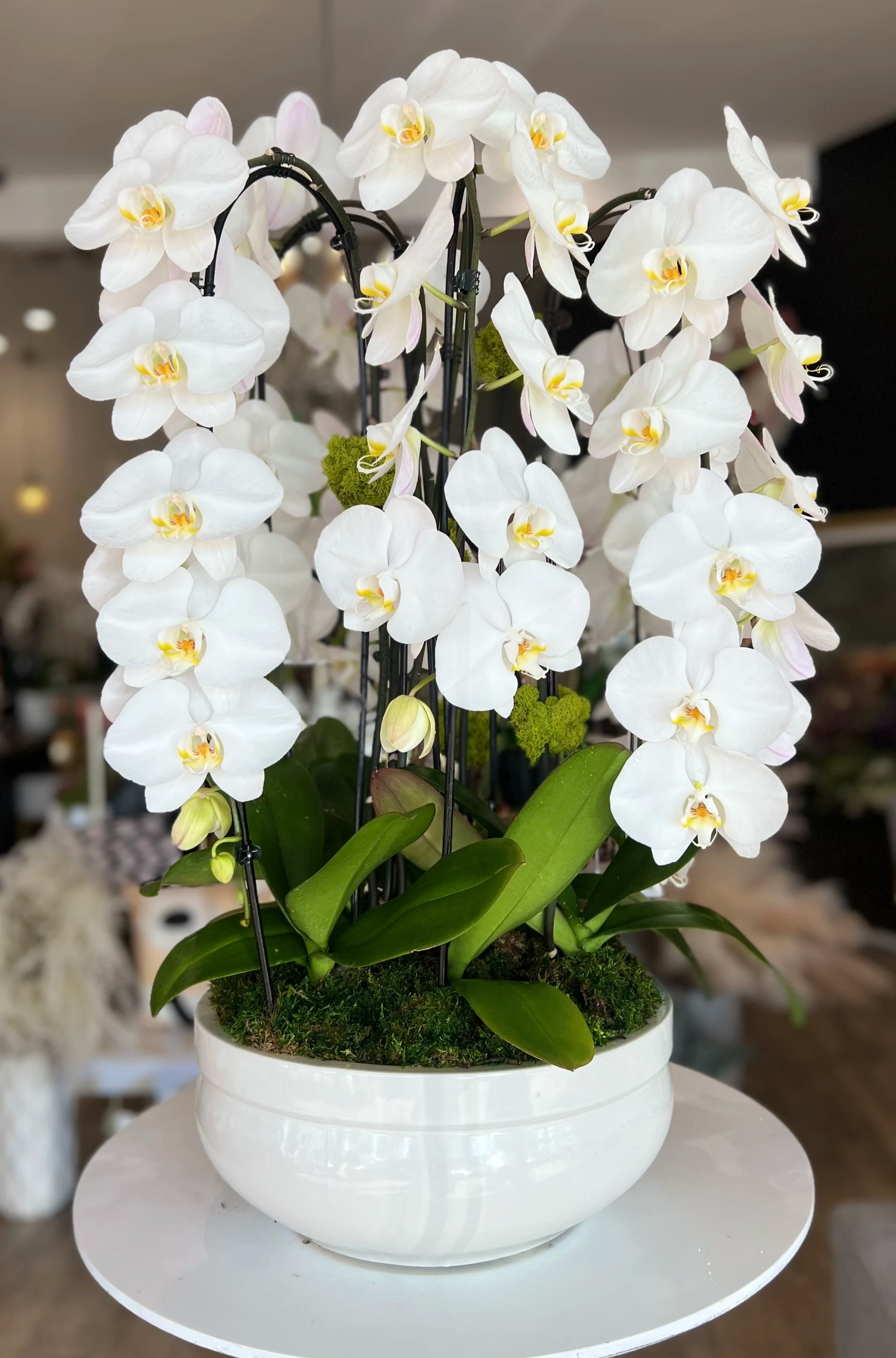 White orchids arranged in a white bowl planter