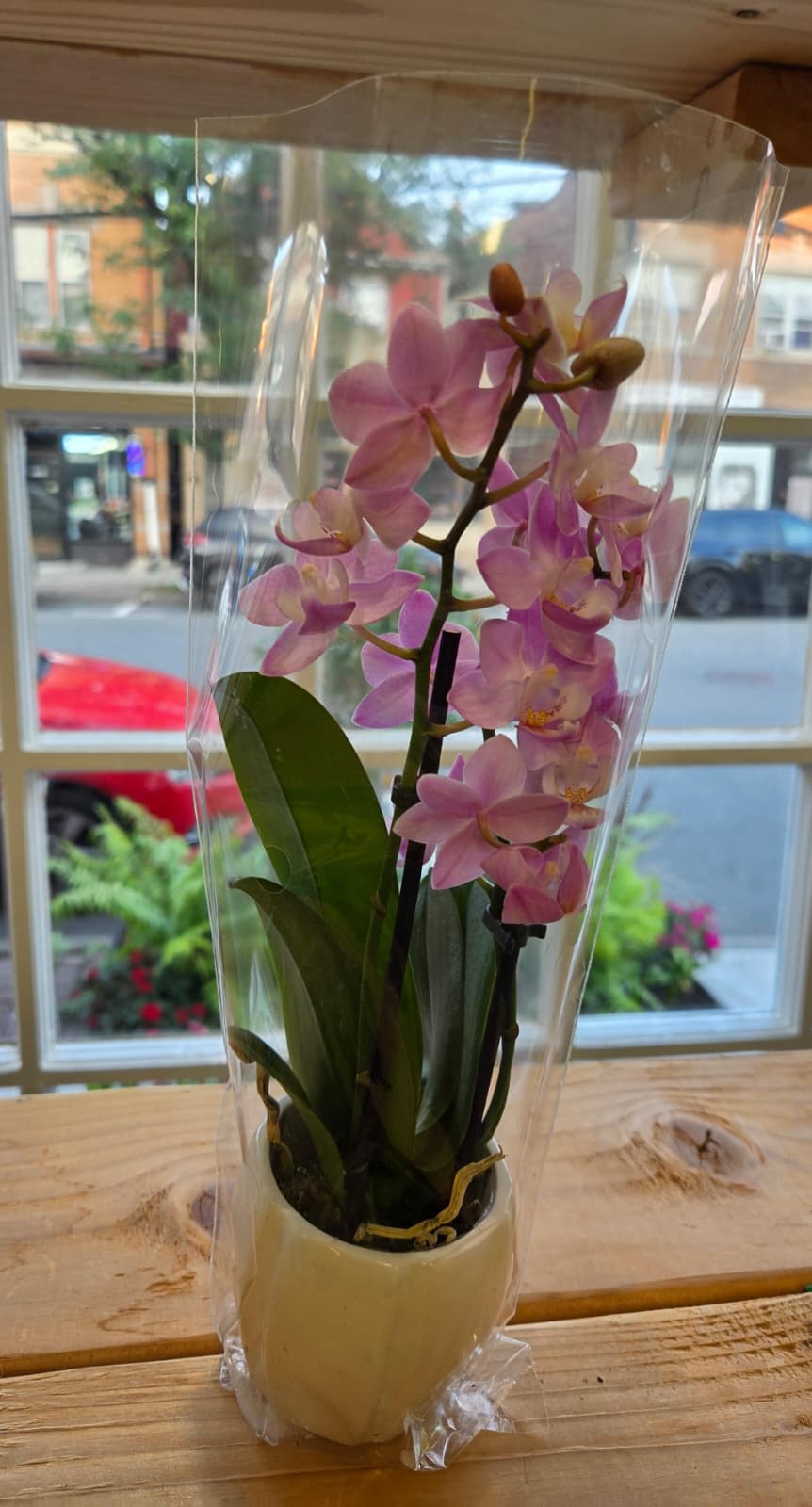 Potted pink orchid in a clear plastic sleeve
