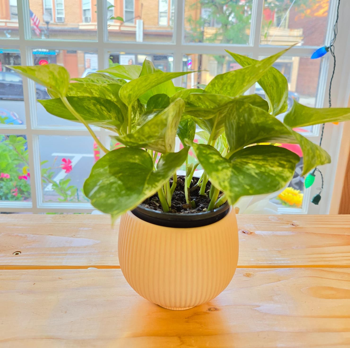 Potted pothos plant in a ribbed cream planter on a wooden table