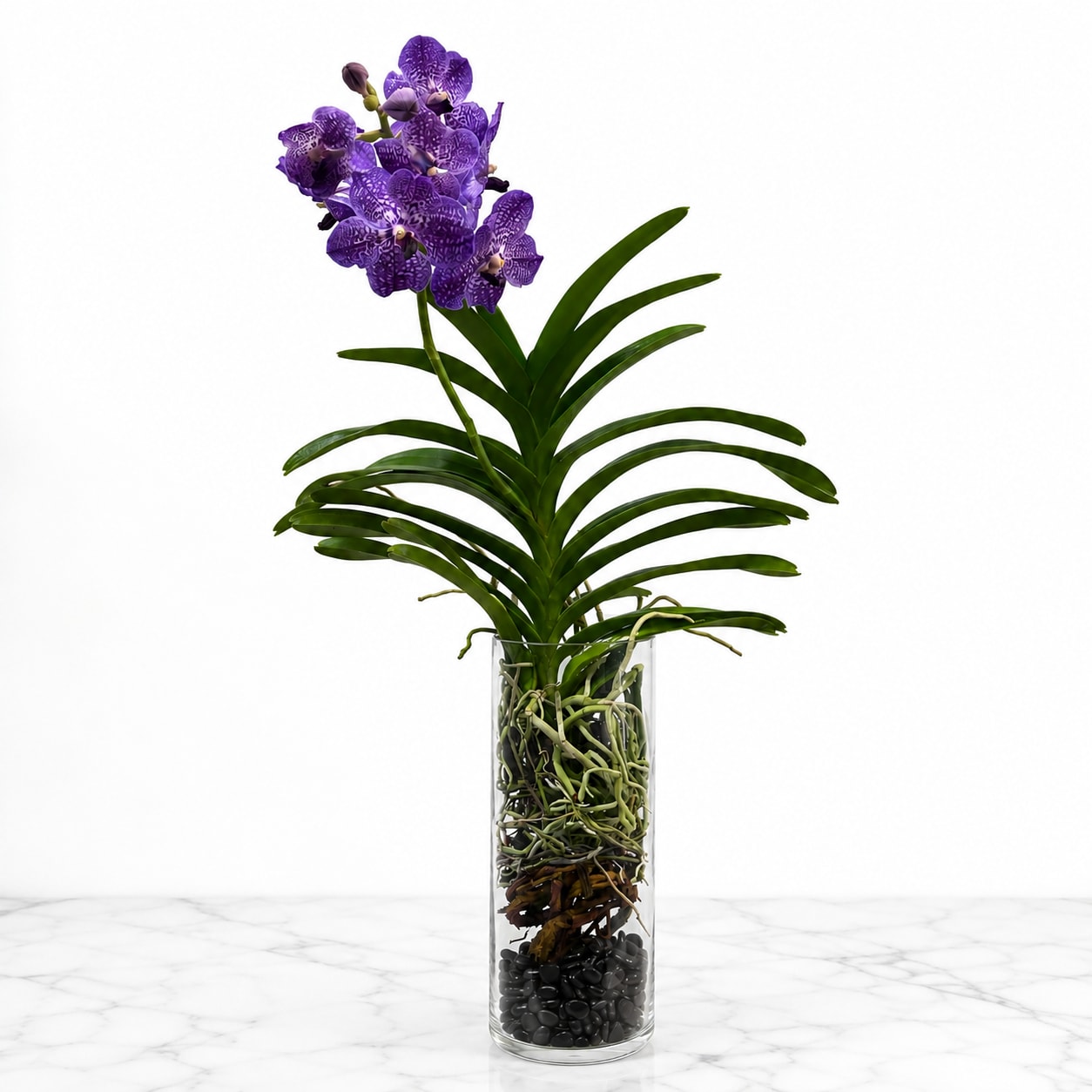 Purple orchid blooms in a tall glass vase with exposed roots