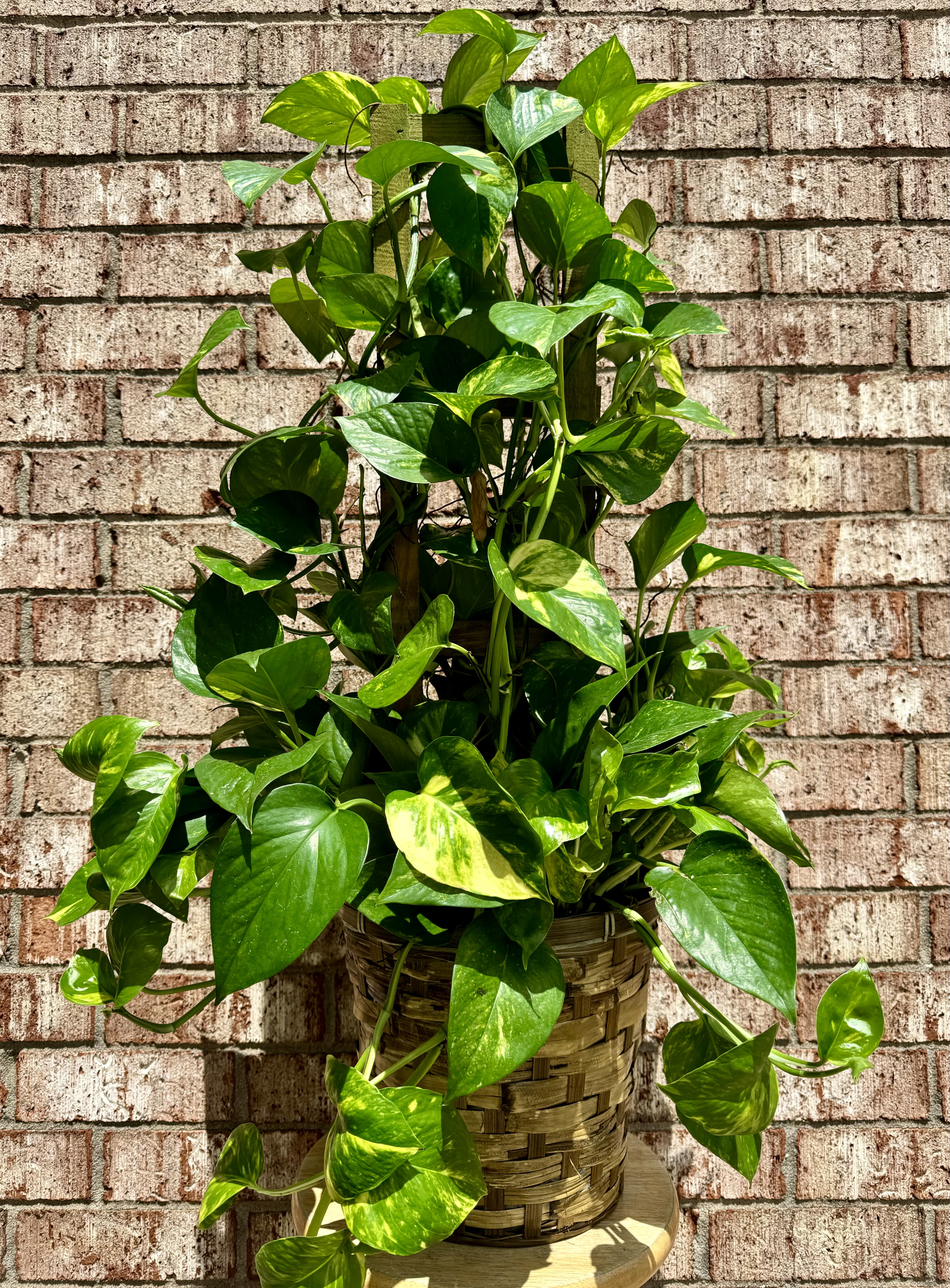 Potted pothos plant in a woven basket planter