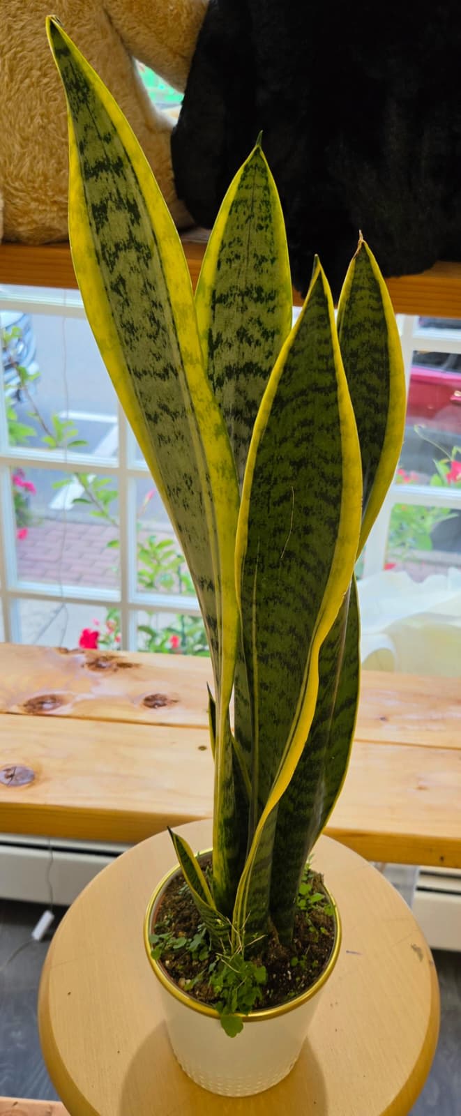 Potted snake plant with tall variegated green leaves in a white container