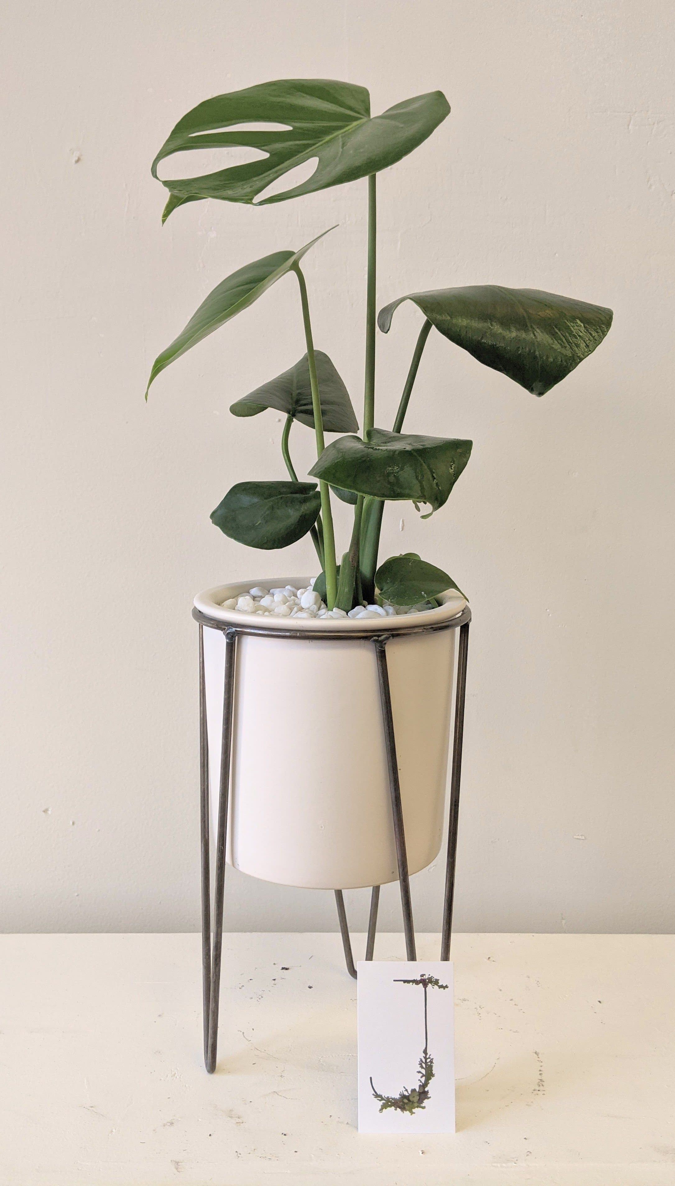 Potted monstera plant in a white planter on a metal stand