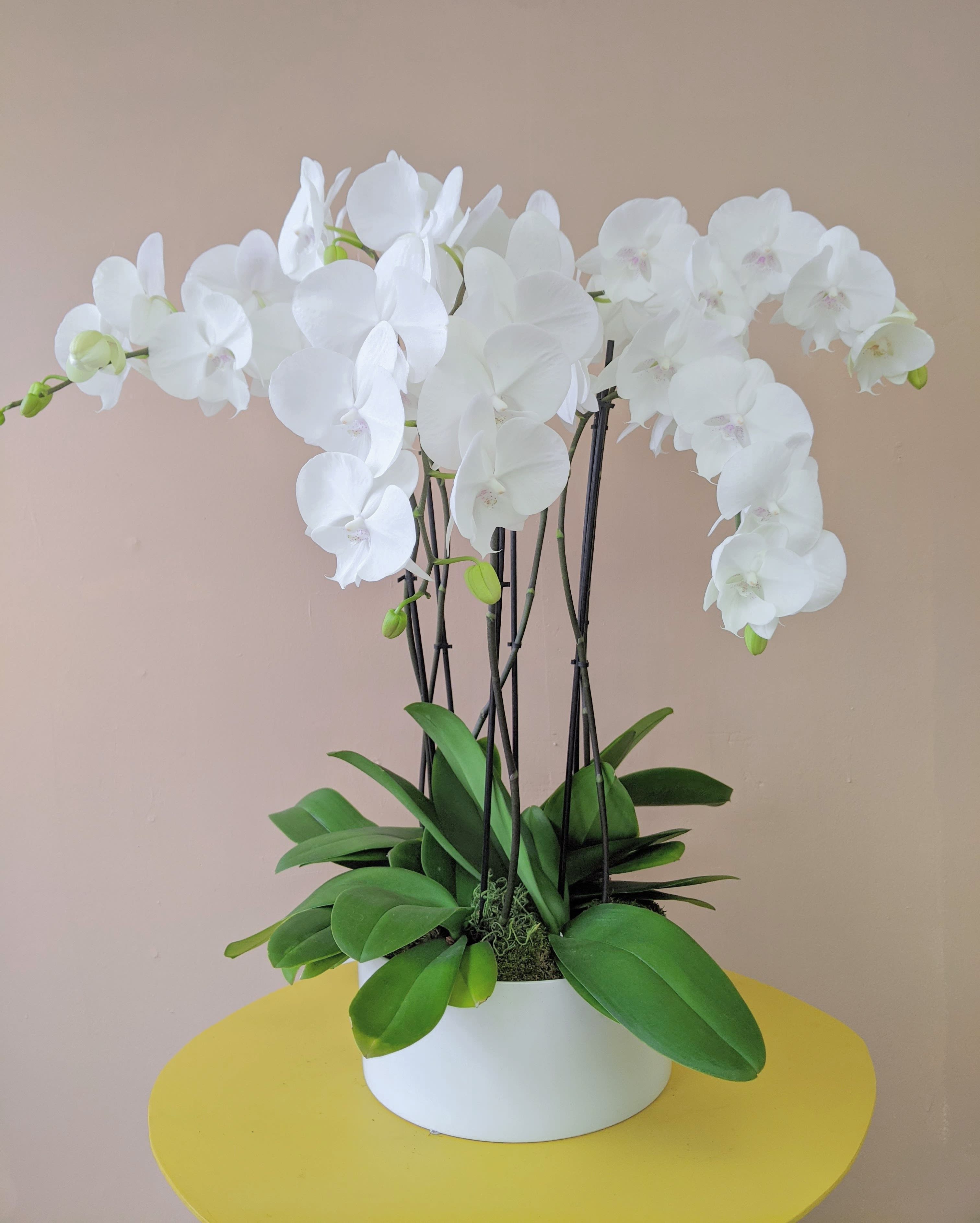 White orchid arrangement in a white pot with broad green leaves