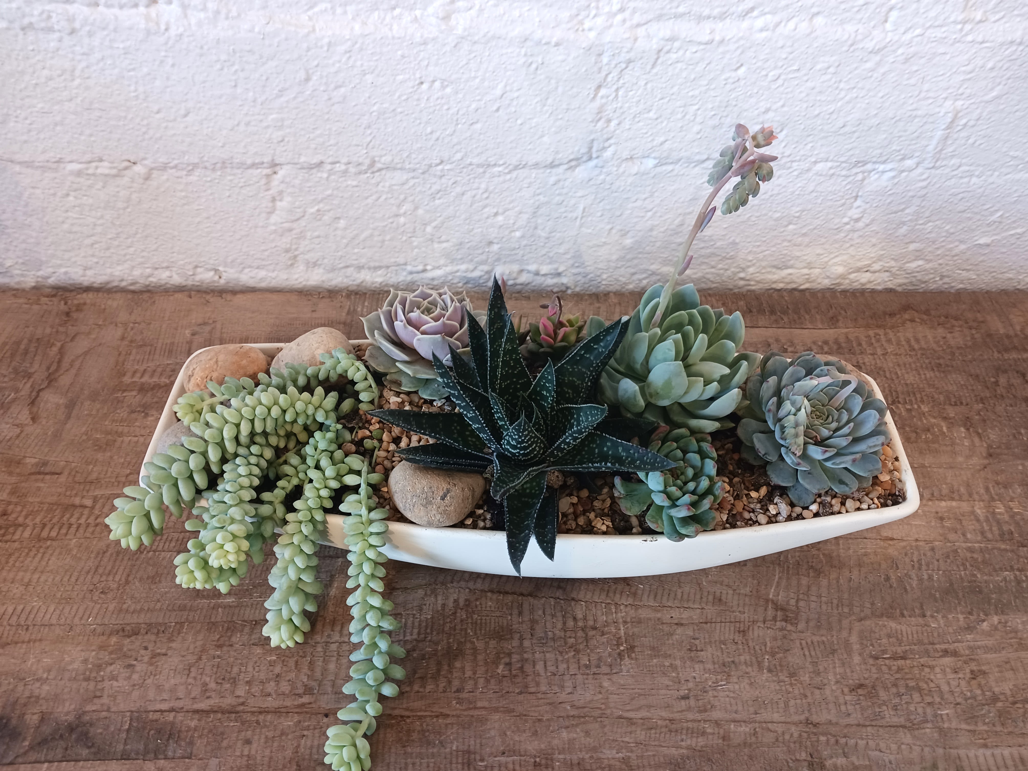 Succulent arrangement in a white oval planter with trailing and rosette plants