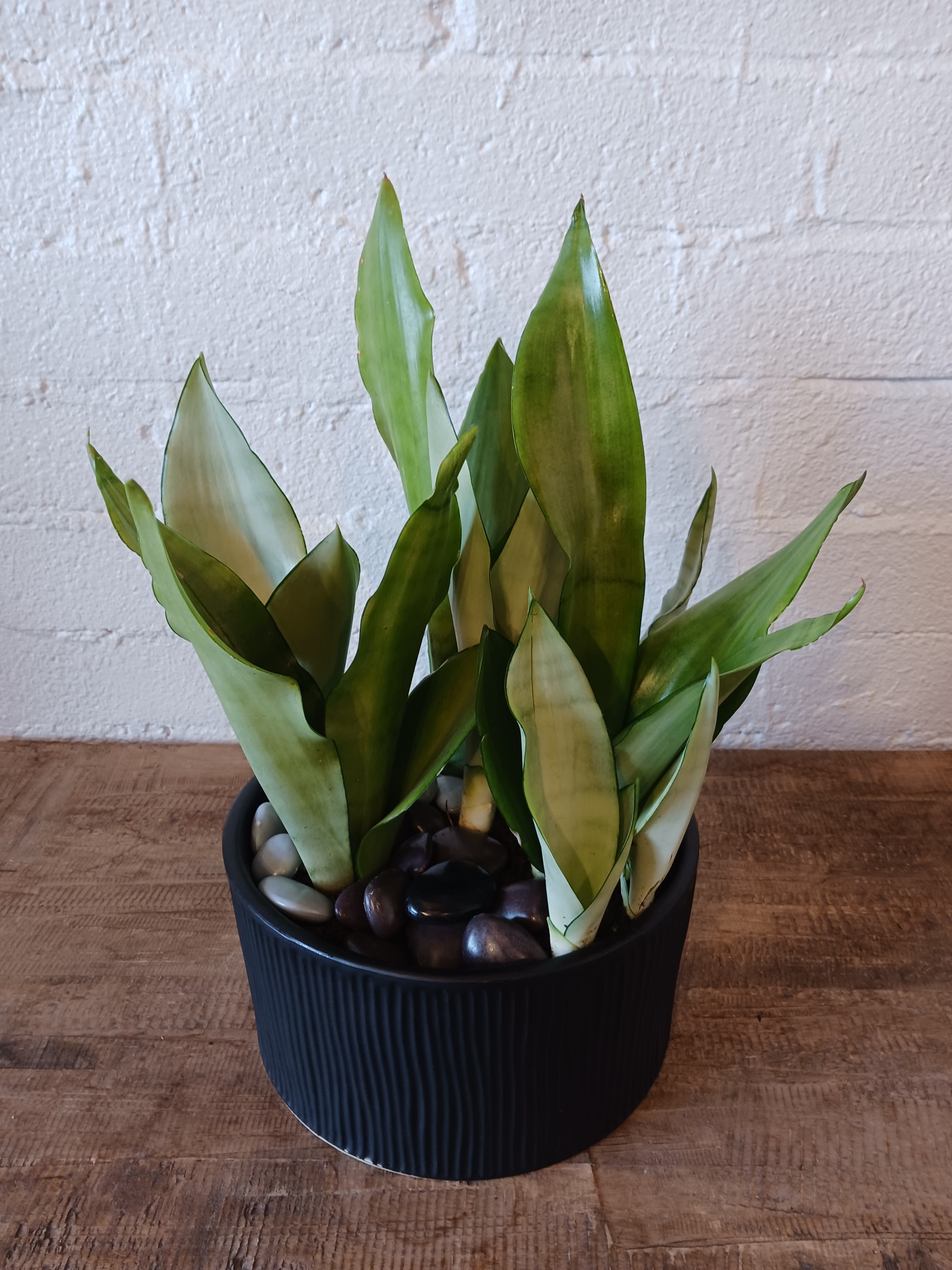 Potted snake plant in a black ribbed container with decorative stones