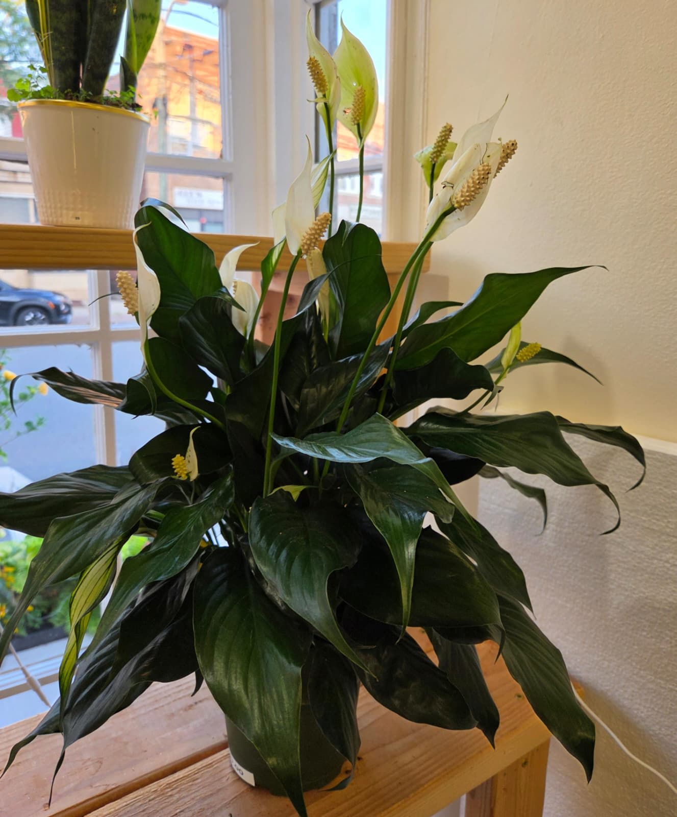 Potted peace lily with white blooms on a table