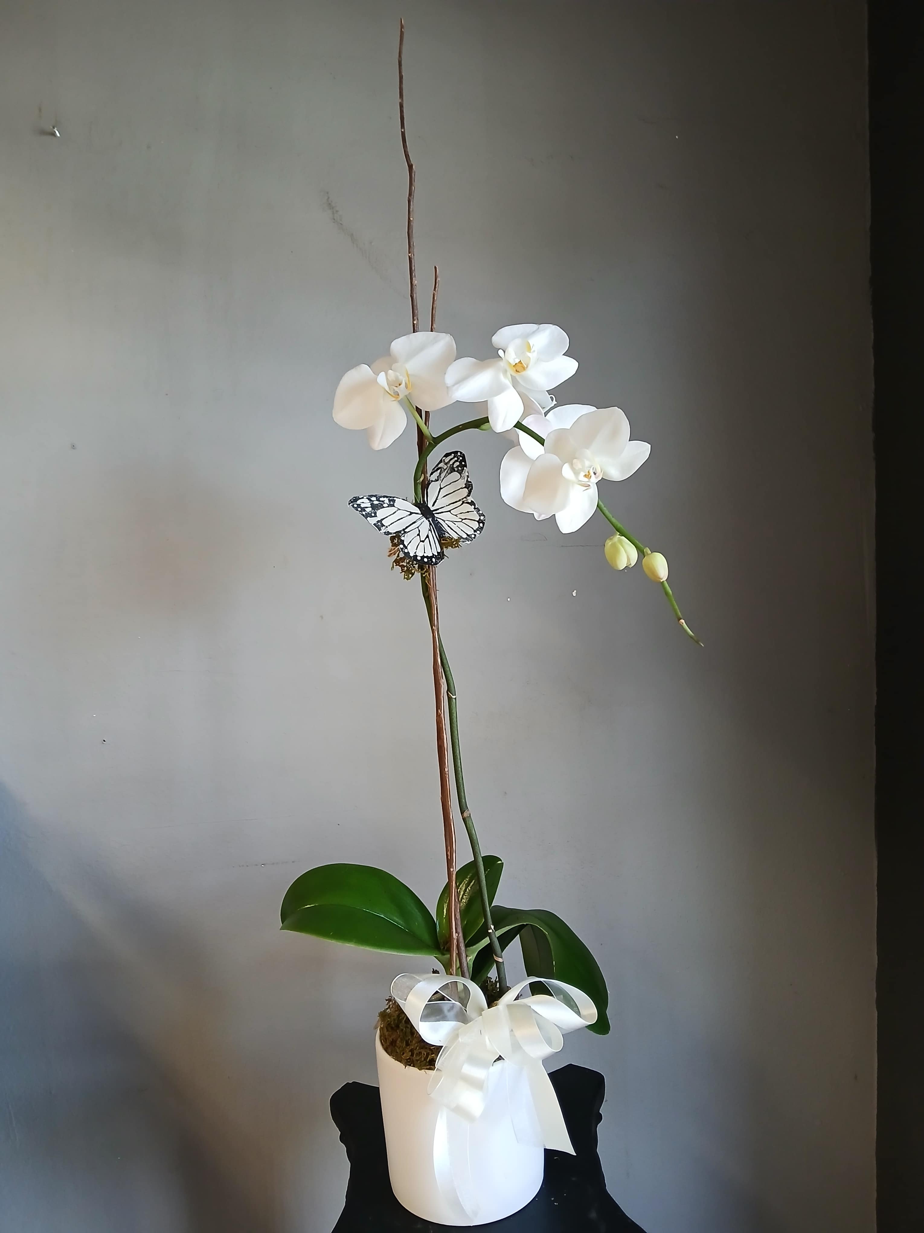 White orchid plant in a white pot with a ribbon and butterfly decoration